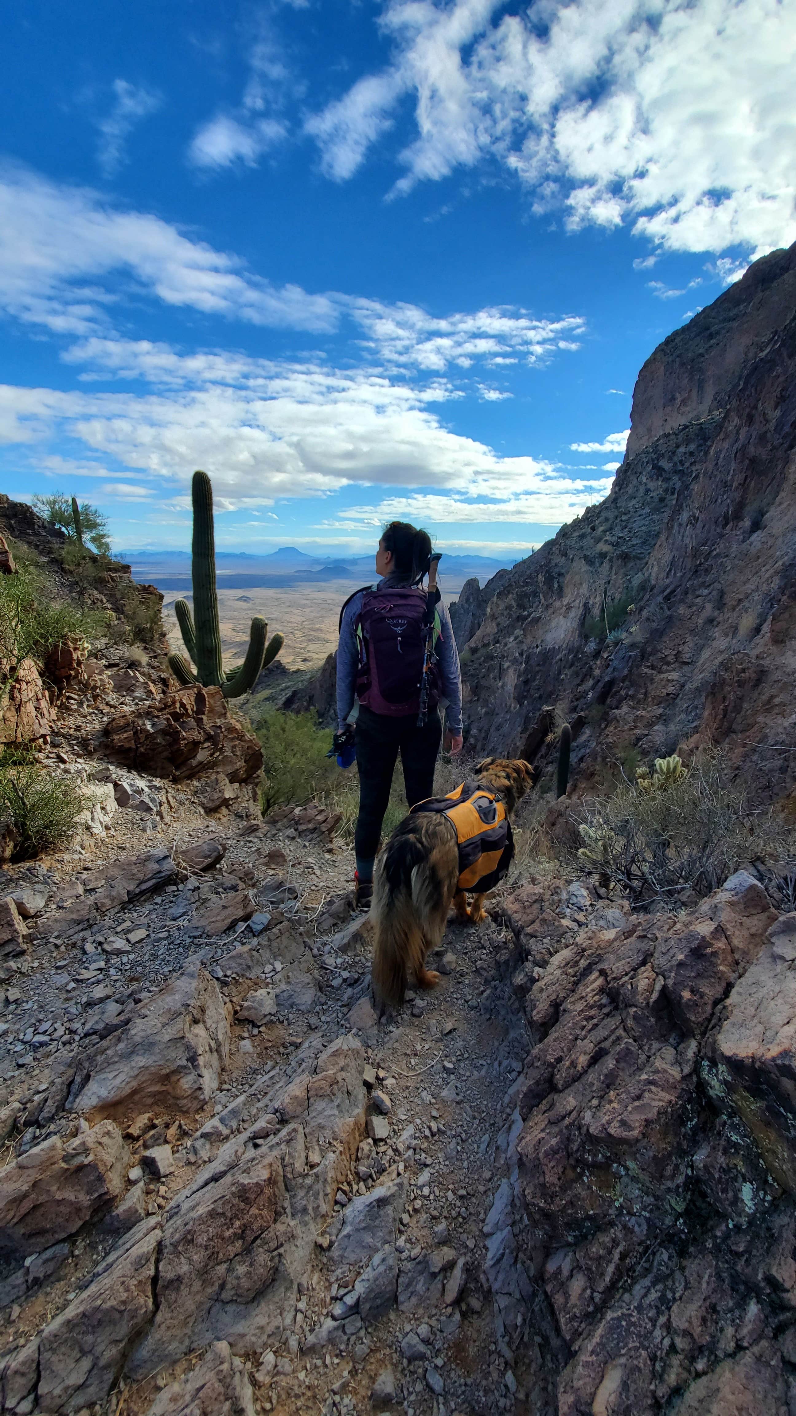 Connor N.'s photo of camping with pets at Saddle Mountain BLM (Tonopah, AZ) near Tonopah, AZ
