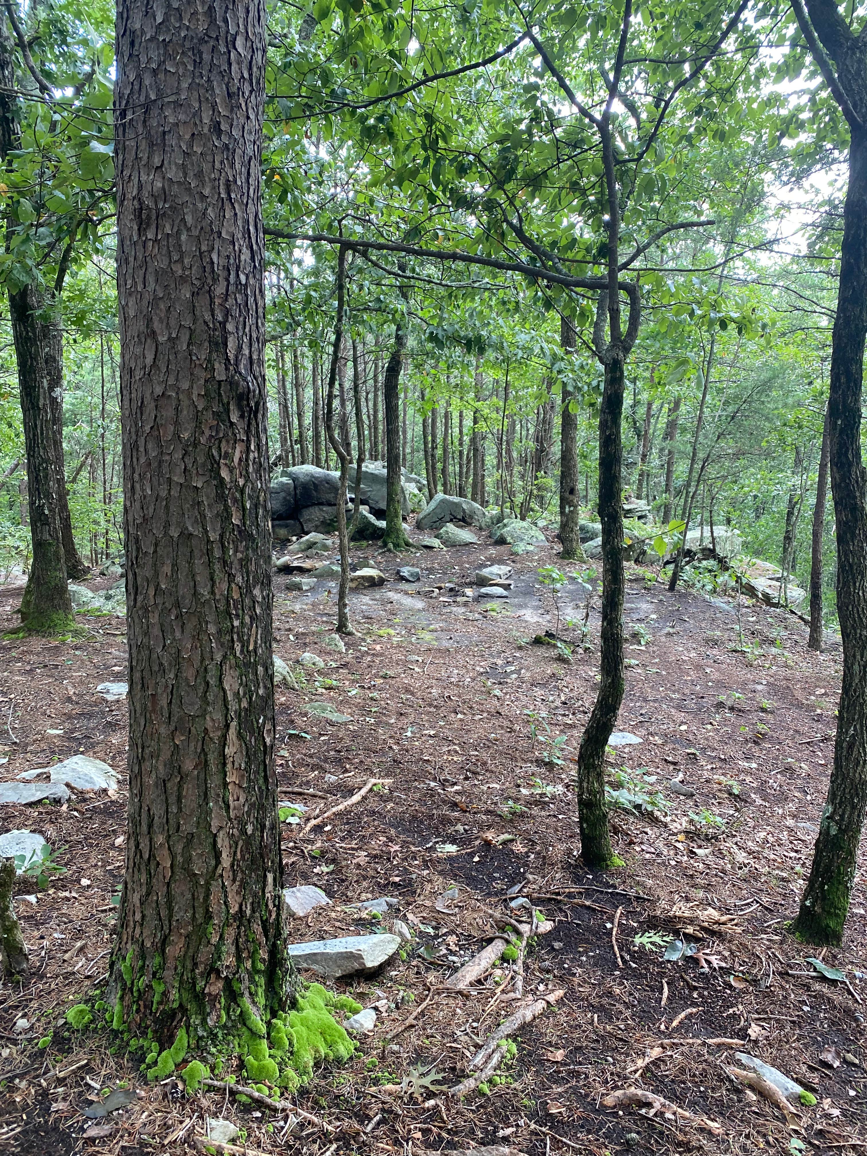 Camper-submitted photo at McDill Point Intersection — Cheaha State Park near Heflin, AL