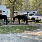 Review photo of Taylor Ridge Campground — Brown County State Park by Lee D., December 31, 2021