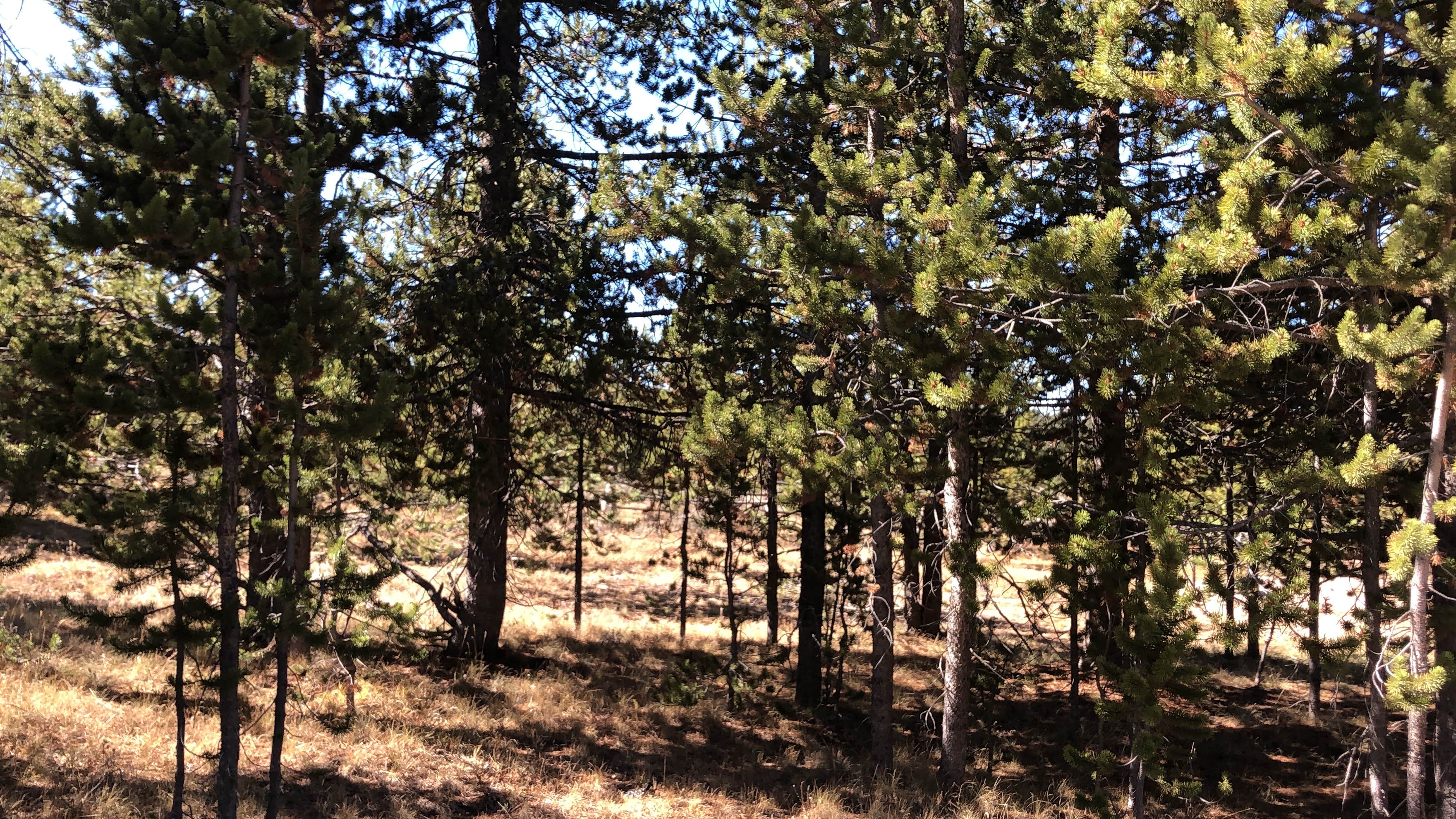Camper-submitted photo at Porcupine Campground (WY) near Fort Smith, MT