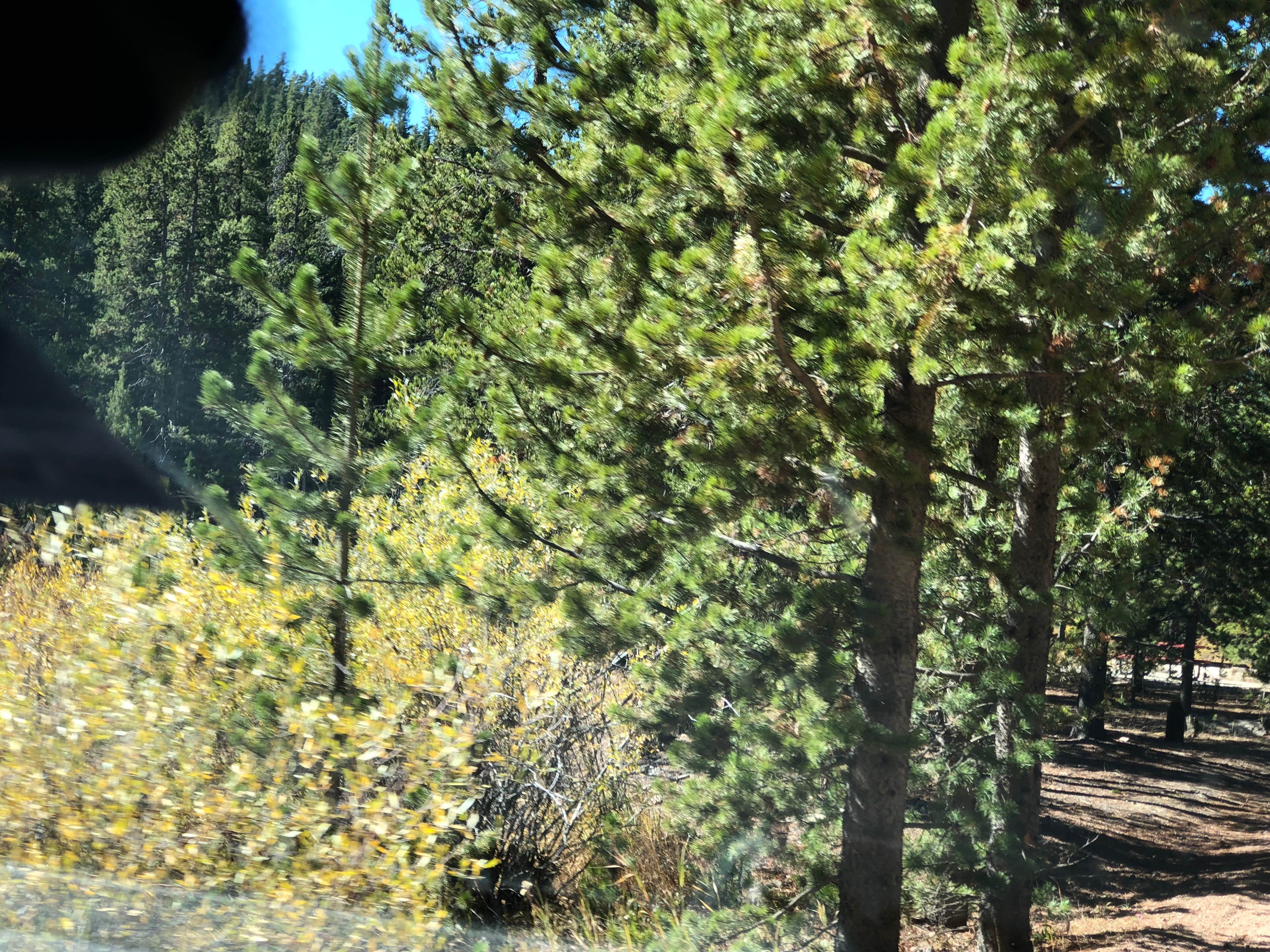 Camper-submitted photo at Bighorn National Forest Sibley Lake Campground near Dayton, WY