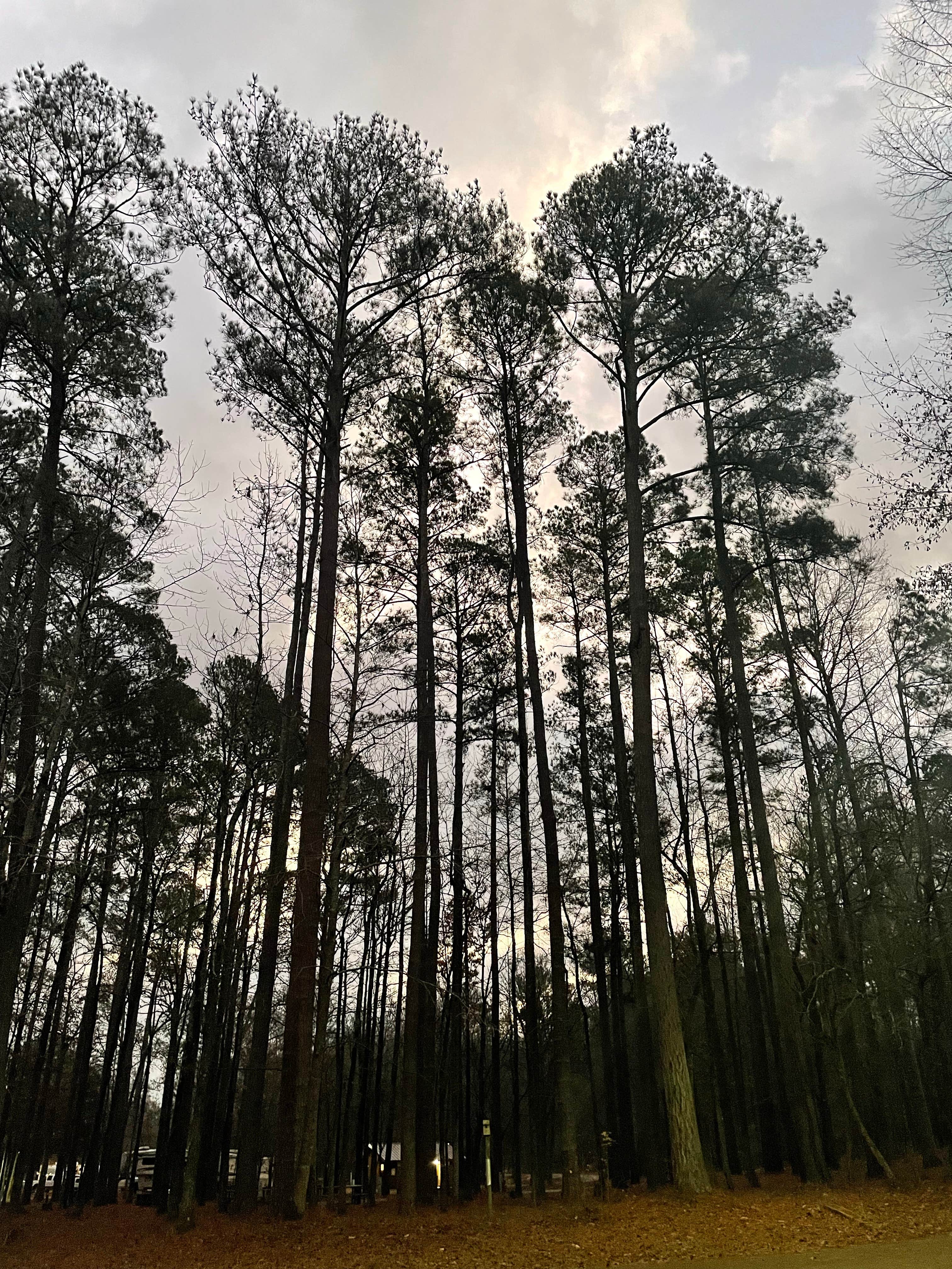 Camper-submitted photo at Blue Bluff Campground (aberdeen Ms) near Houston, MS