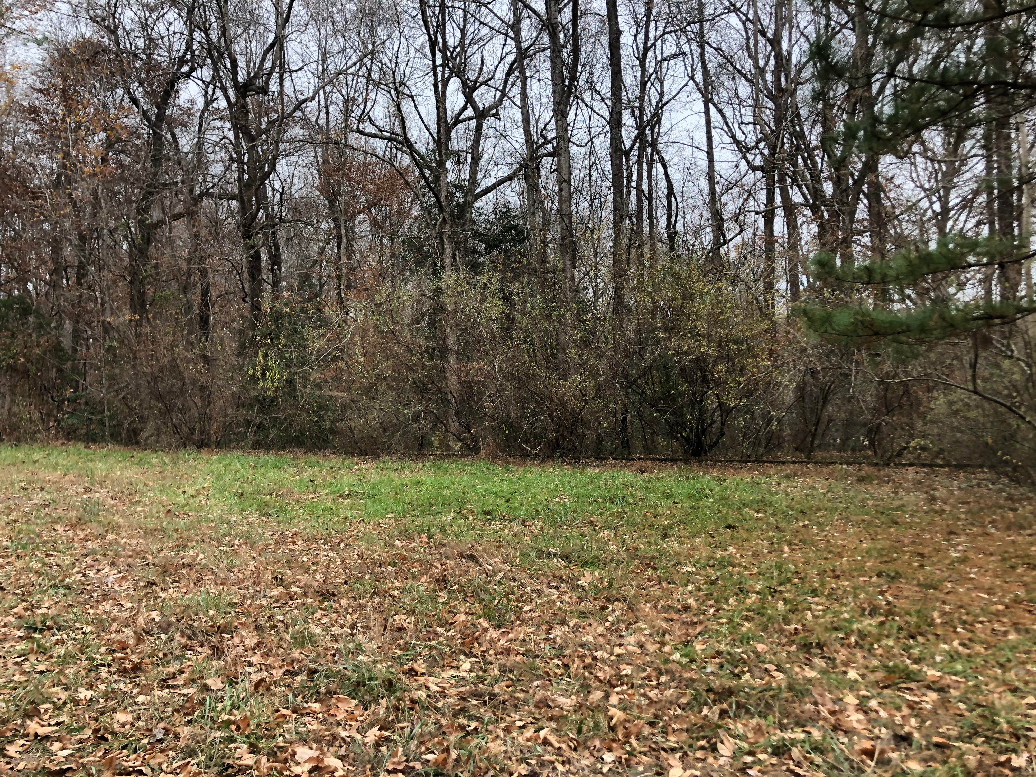 Camper-submitted photo at Chickahominy WMA near Surry, VA