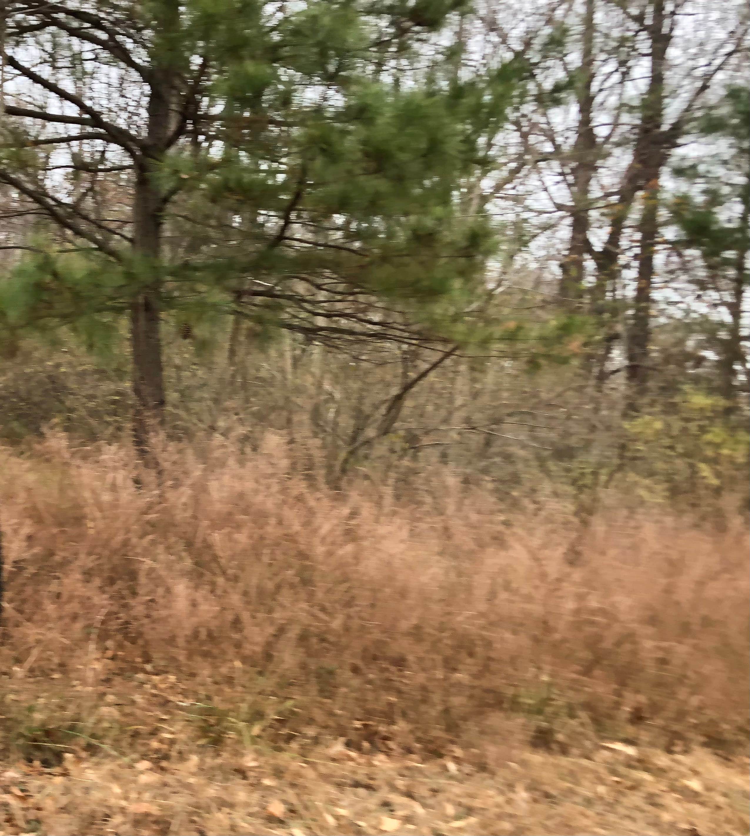 Camper-submitted photo at Chickahominy WMA near Surry, VA