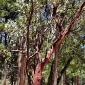 Review photo of Idyllwild Campground by Steffany  Q., July 9, 2018