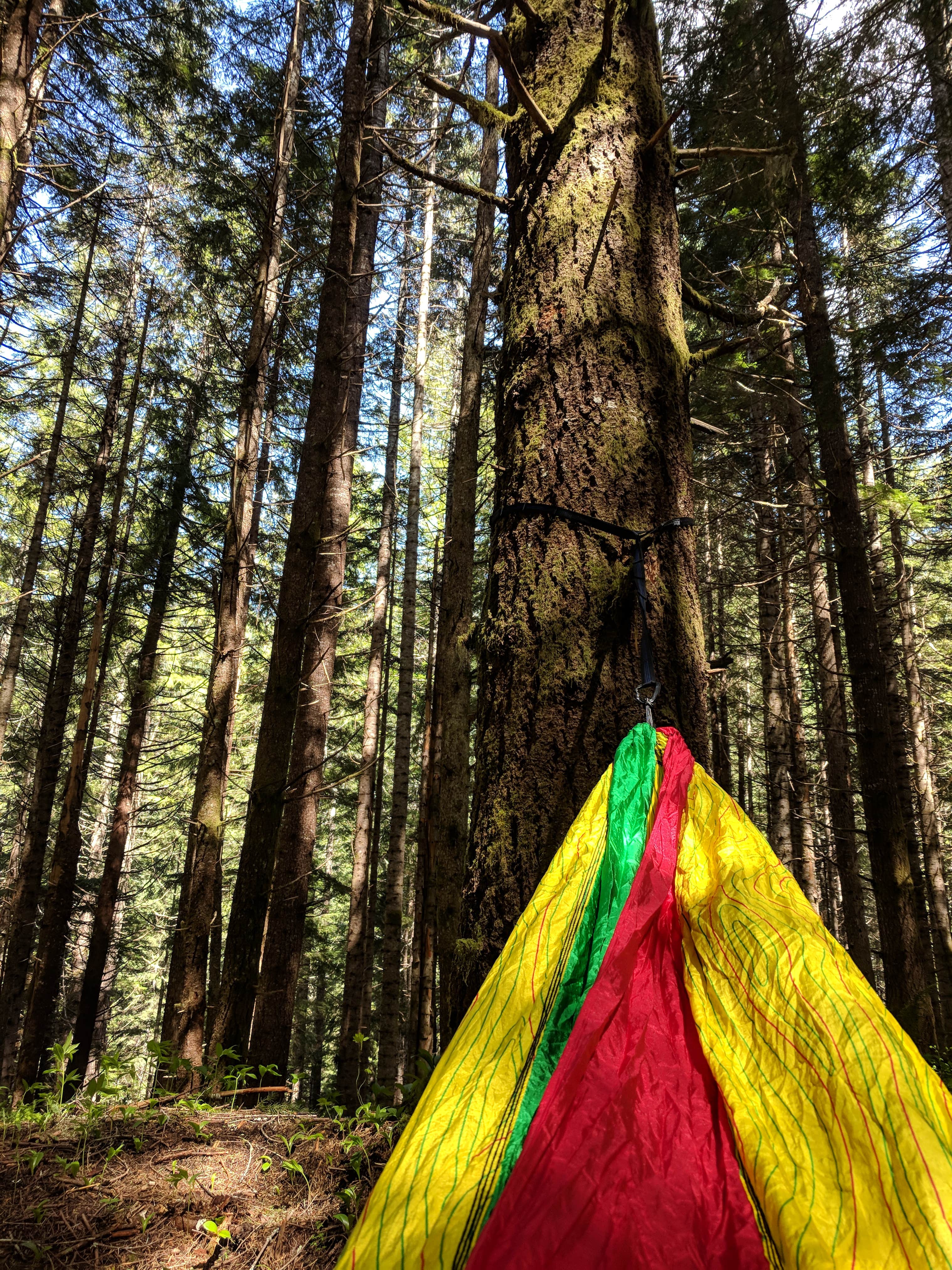Camper-submitted photo at US Highway 2 - Skykomish Area east to Stevens Pass near Mukilteo, WA