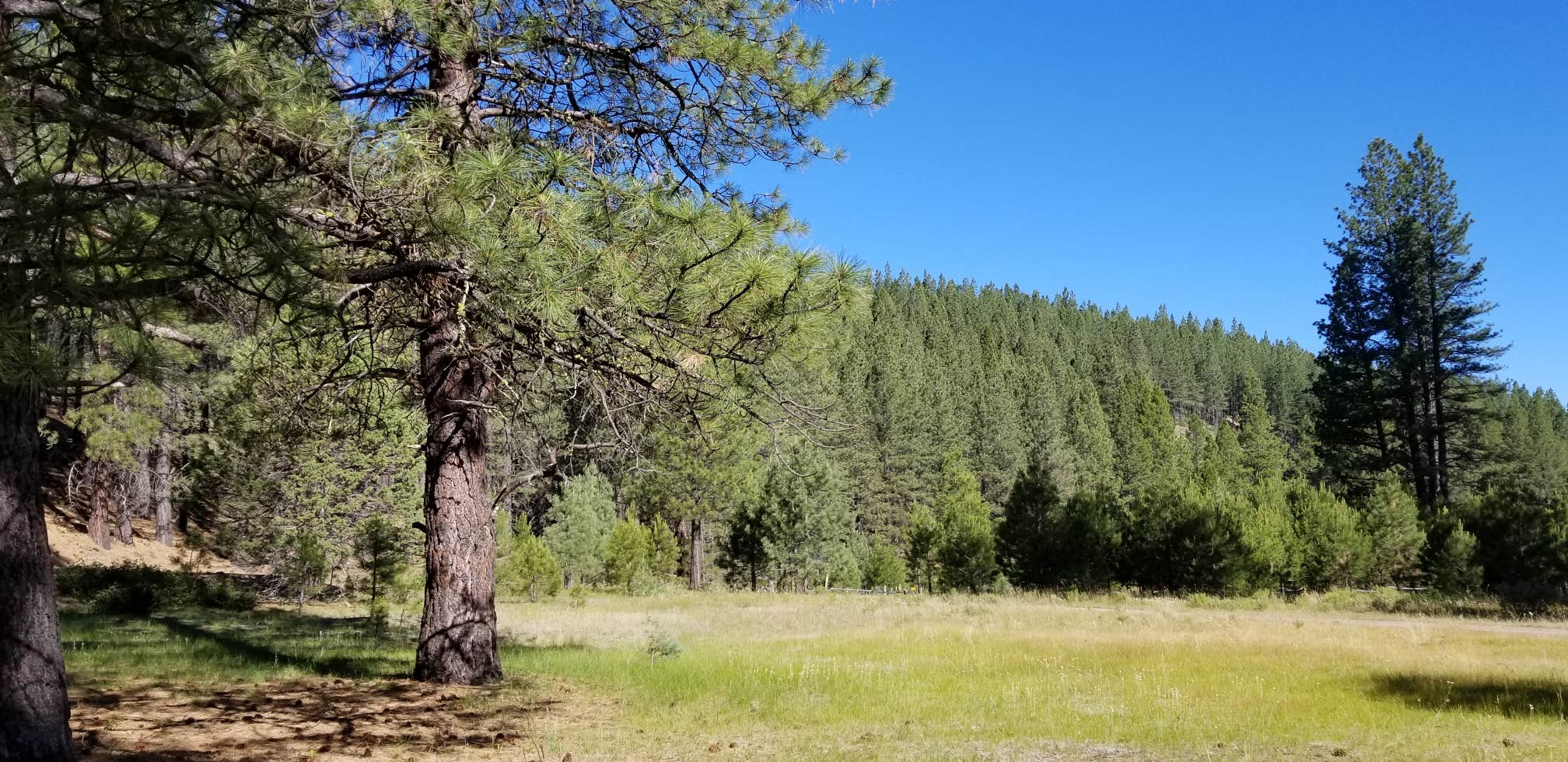 Camper submitted image from Lassen Creek Campground - 2