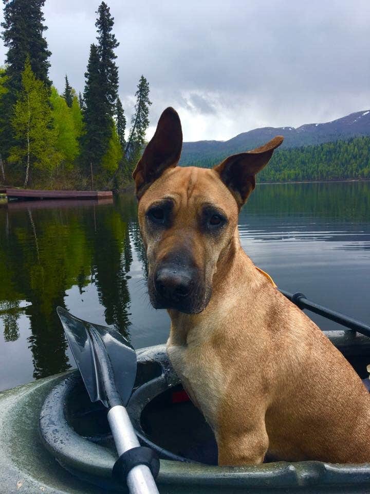 Sierra  S.'s photo of camping with pets at Byers Lake Campground near Trapper Creek, AK