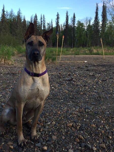 Sierra  S.'s photo of camping with pets at Willow Creek State Rec Area near Trapper Creek, AK