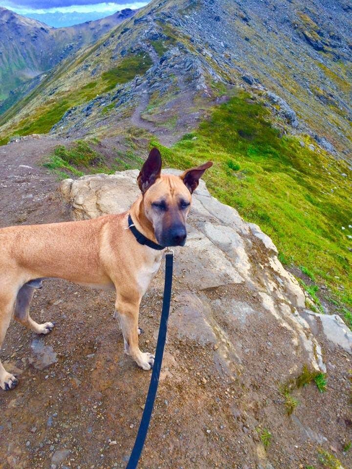 Camper submitted image from Hatcher Pass Backcountry Sites - 4