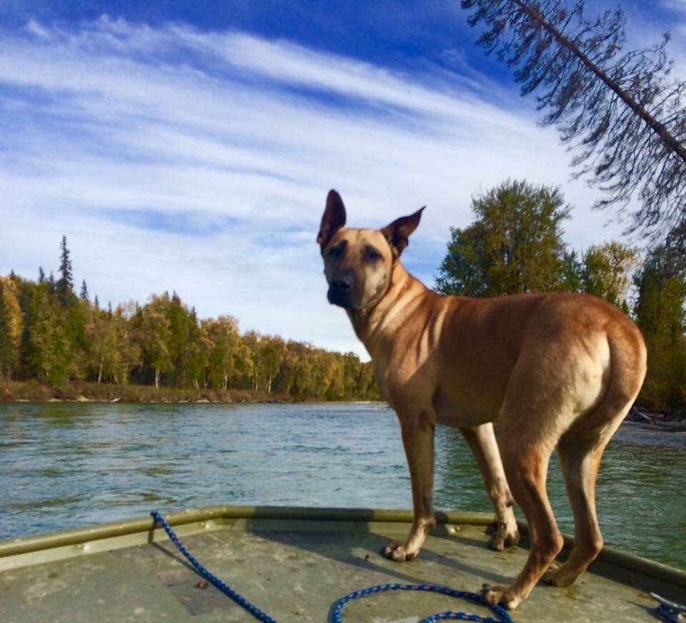 Sierra  S.'s photo of camping with pets at Talkeetna RV & Boat Launch near Trapper Creek, AK