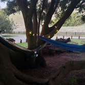 Review photo of Live Oak Campground — Mount Diablo State Park Campground by Jordan L., January 1, 2022