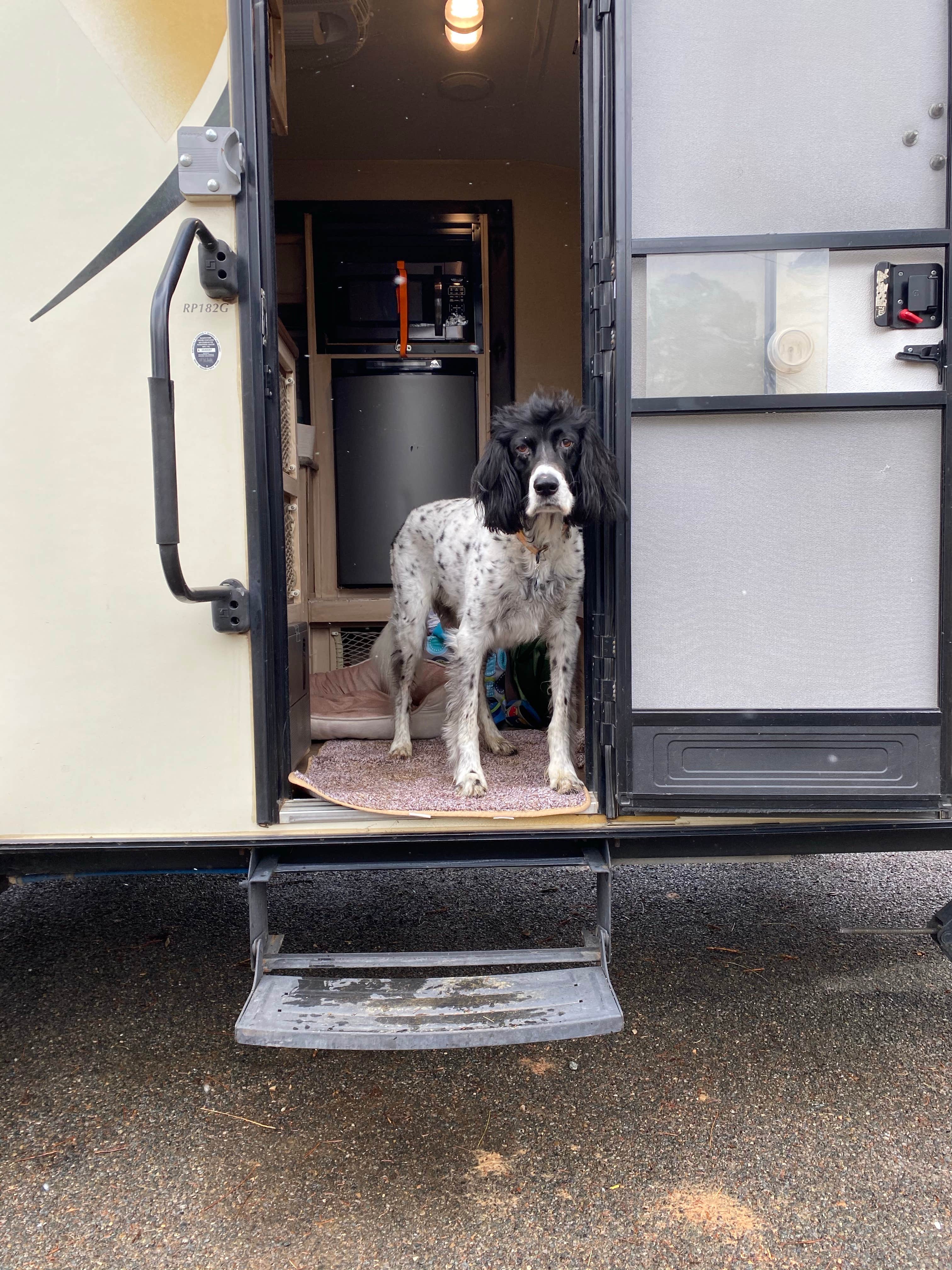 Jane's photo of camping with pets at White Spar Campground near Congress, AZ
