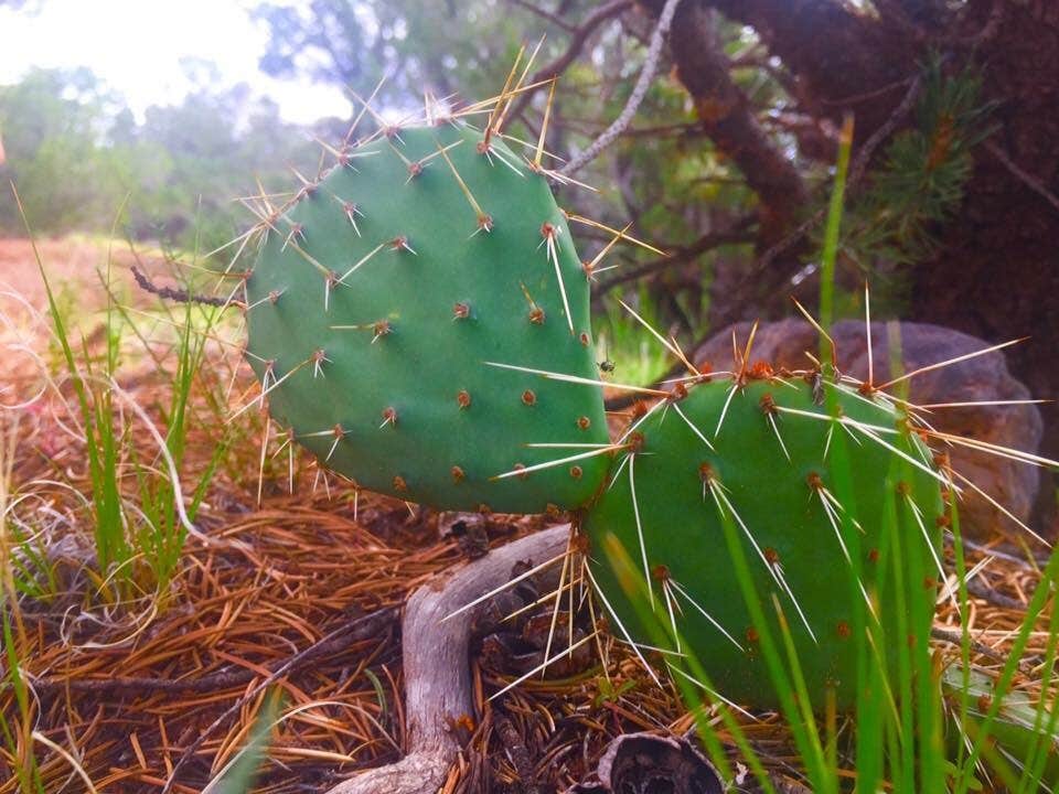Nature