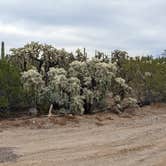 Review photo of Cactus Forest Dispersed by Greg L., January 2, 2022