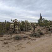 Review photo of Cactus Forest Dispersed by Greg L., January 2, 2022