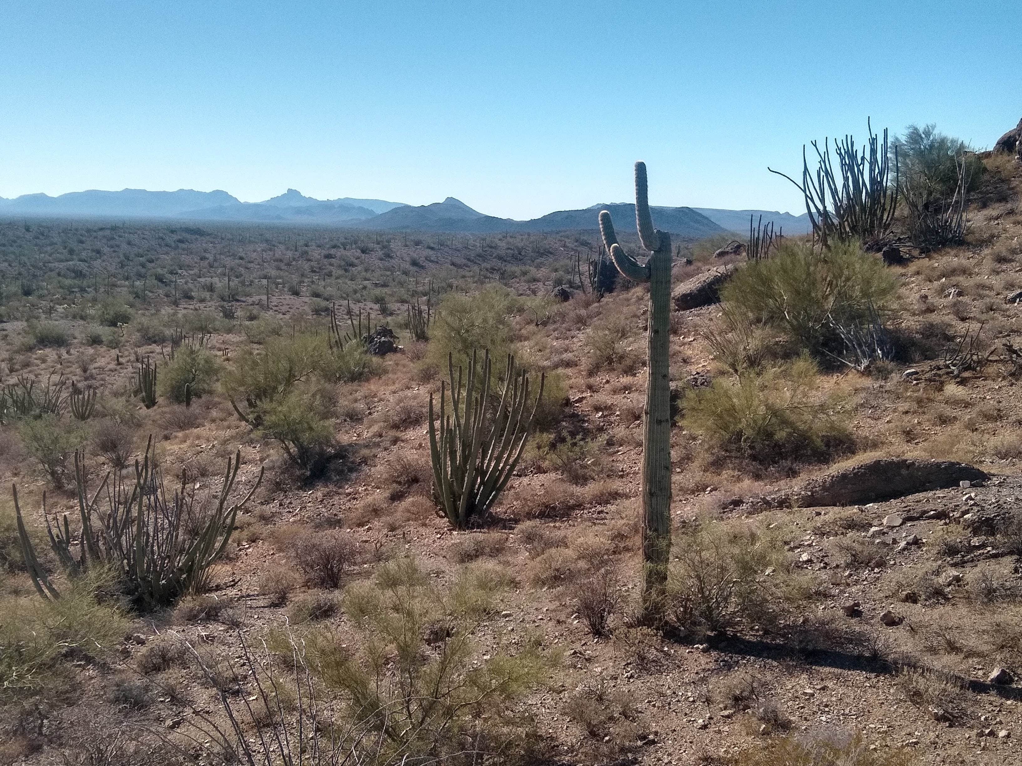Camper-submitted photo at Darby Wells Rd BLM Dispersed near Organ Pipe Cactus National Monument