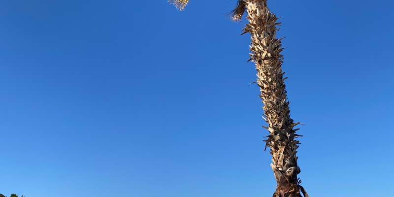 Camper submitted image from Caravan Oasis RV Resort