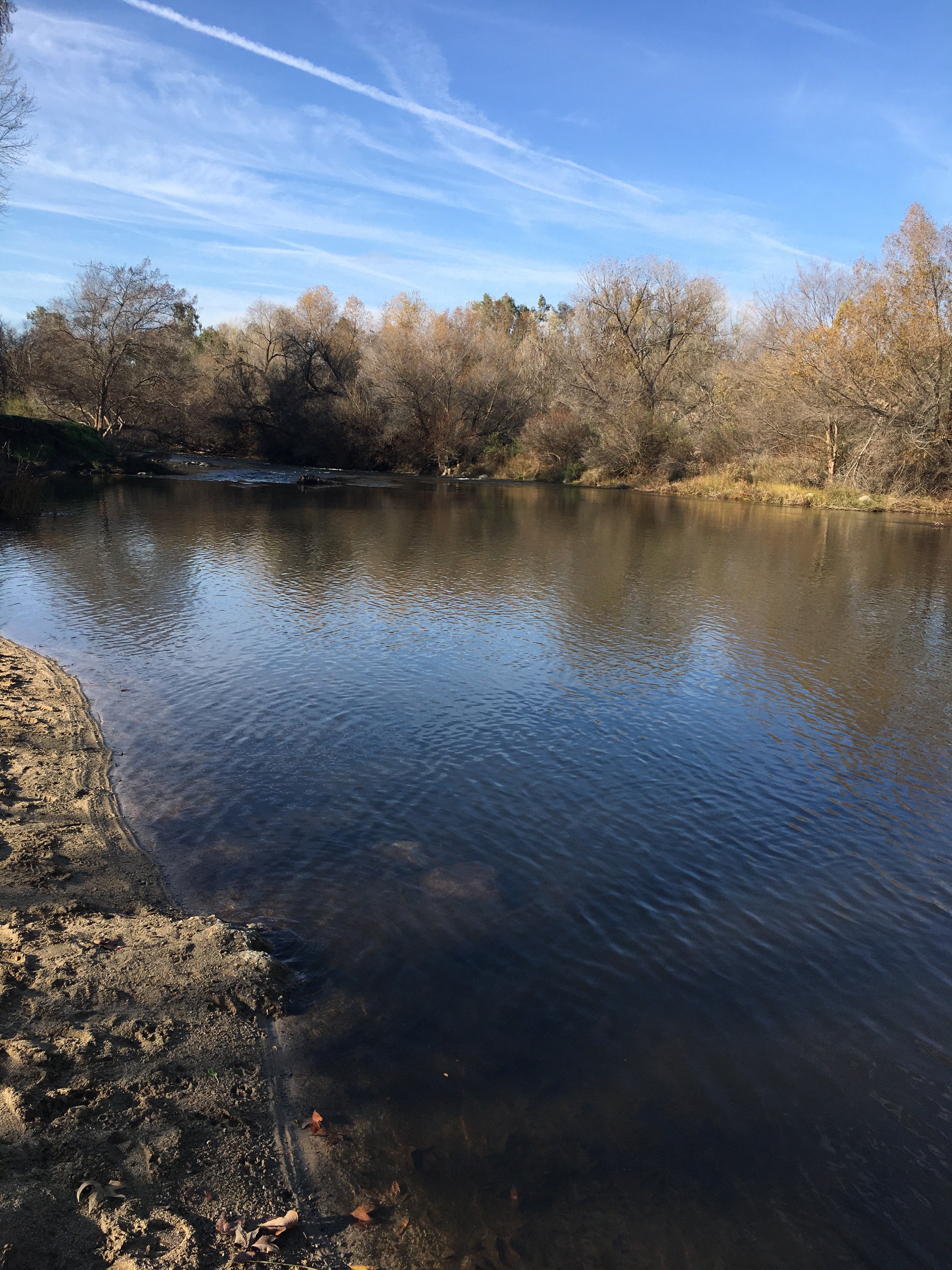 Camper submitted image from Kern River County Park - 3