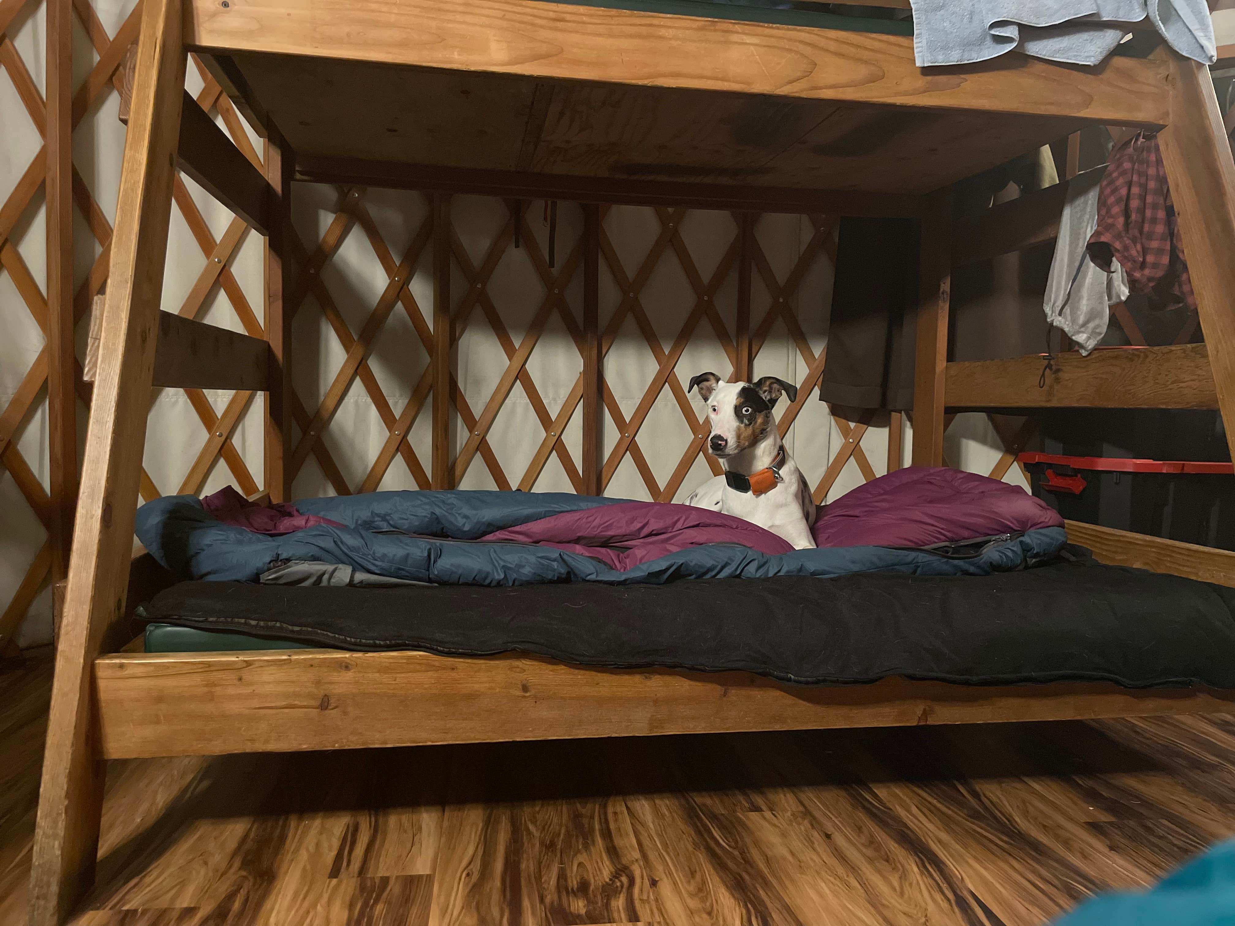 Kaysha R.'s photo of glamping accommodations at Cape Lookout State Park Campground near Bay City, OR