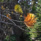 Review photo of Olive Lake Campground (Or) — Umatilla National Forest by Oregon C., January 3, 2022