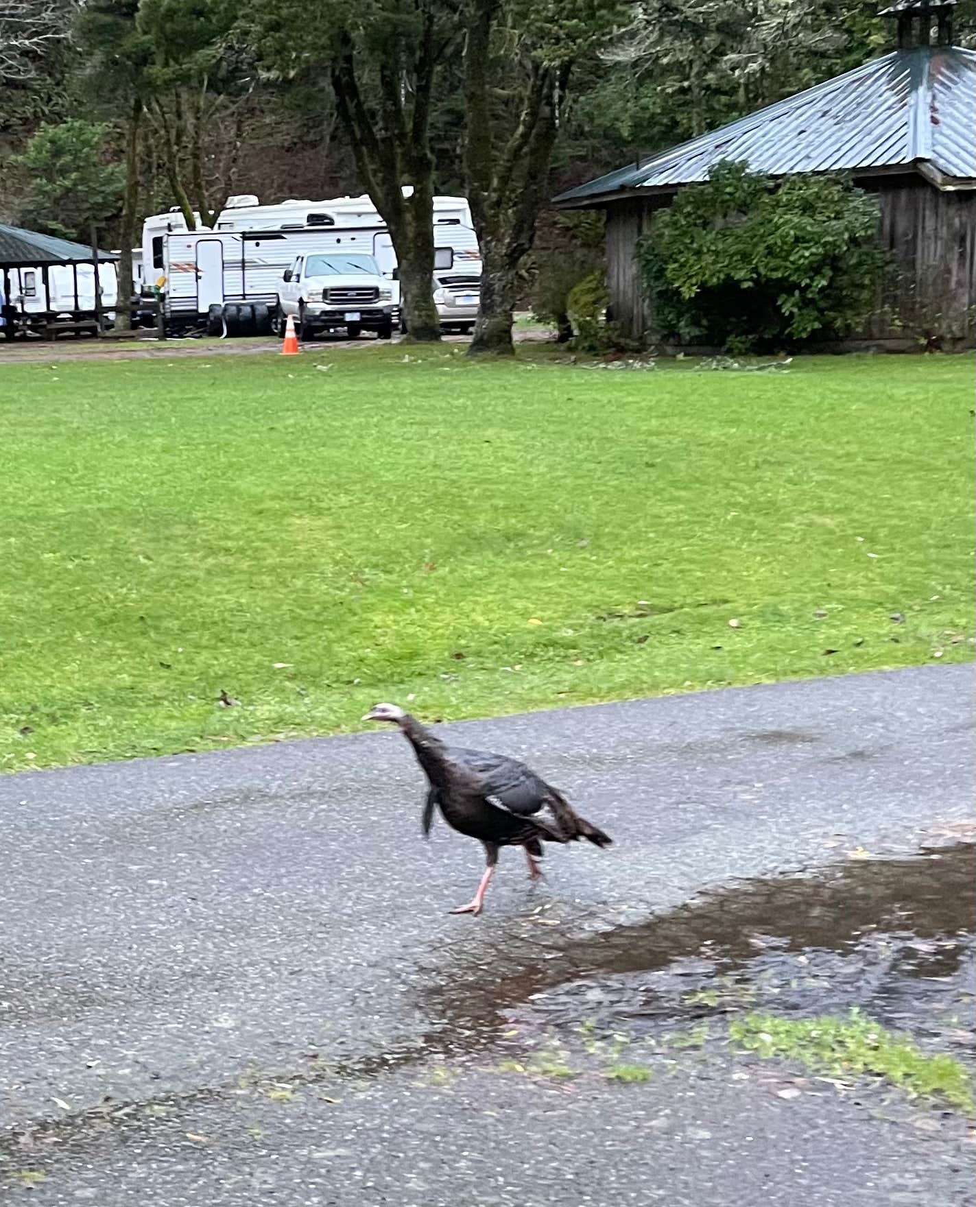 Jenni C.'s photo of rv camping at Indian Creek RV Park near Smith River, CA