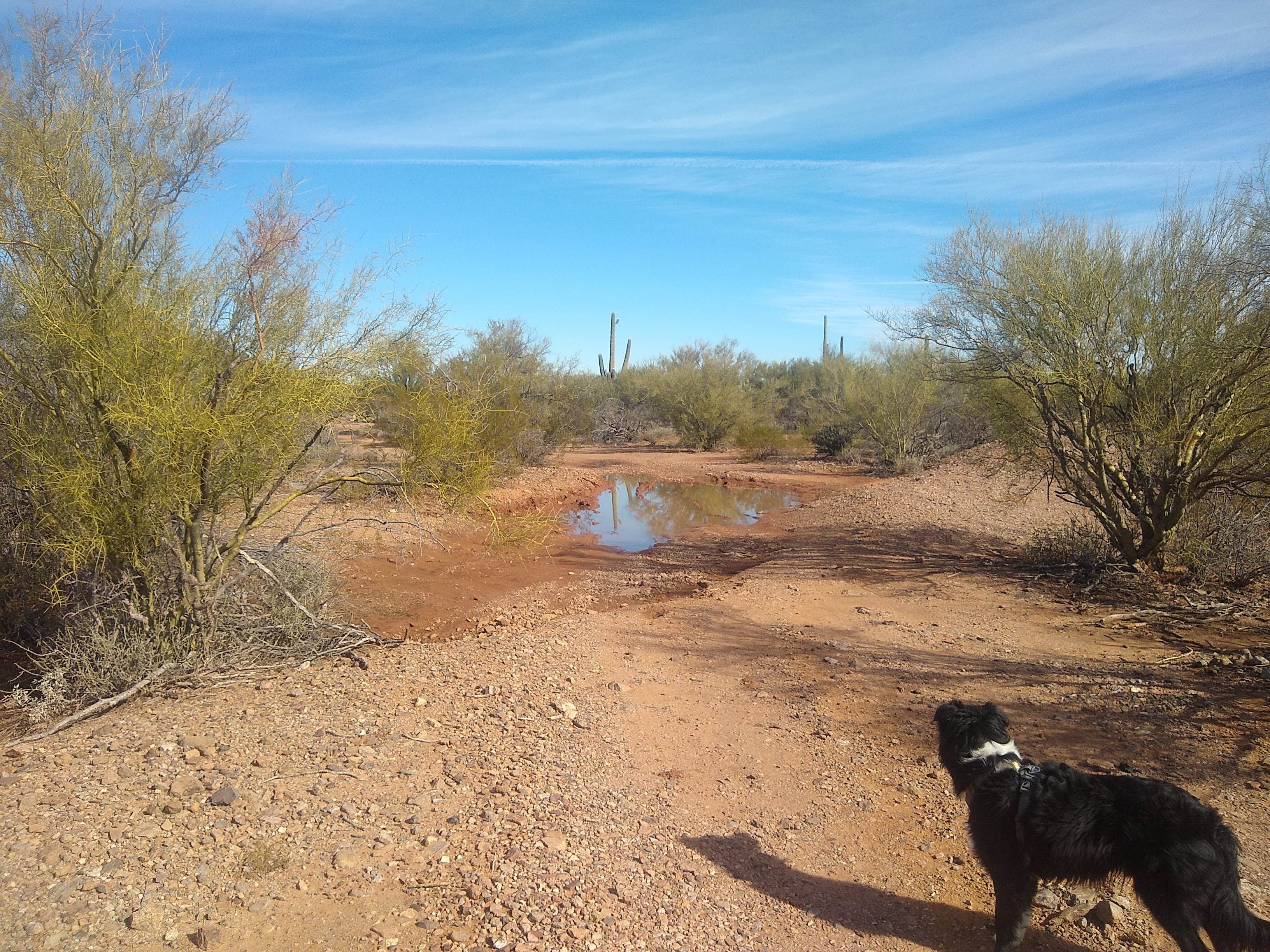 Camper-submitted photo at BLM Ironwood Monument - 2555 ft Knob Overlander 4x4 Dispersed Camping area near Topawa, AZ