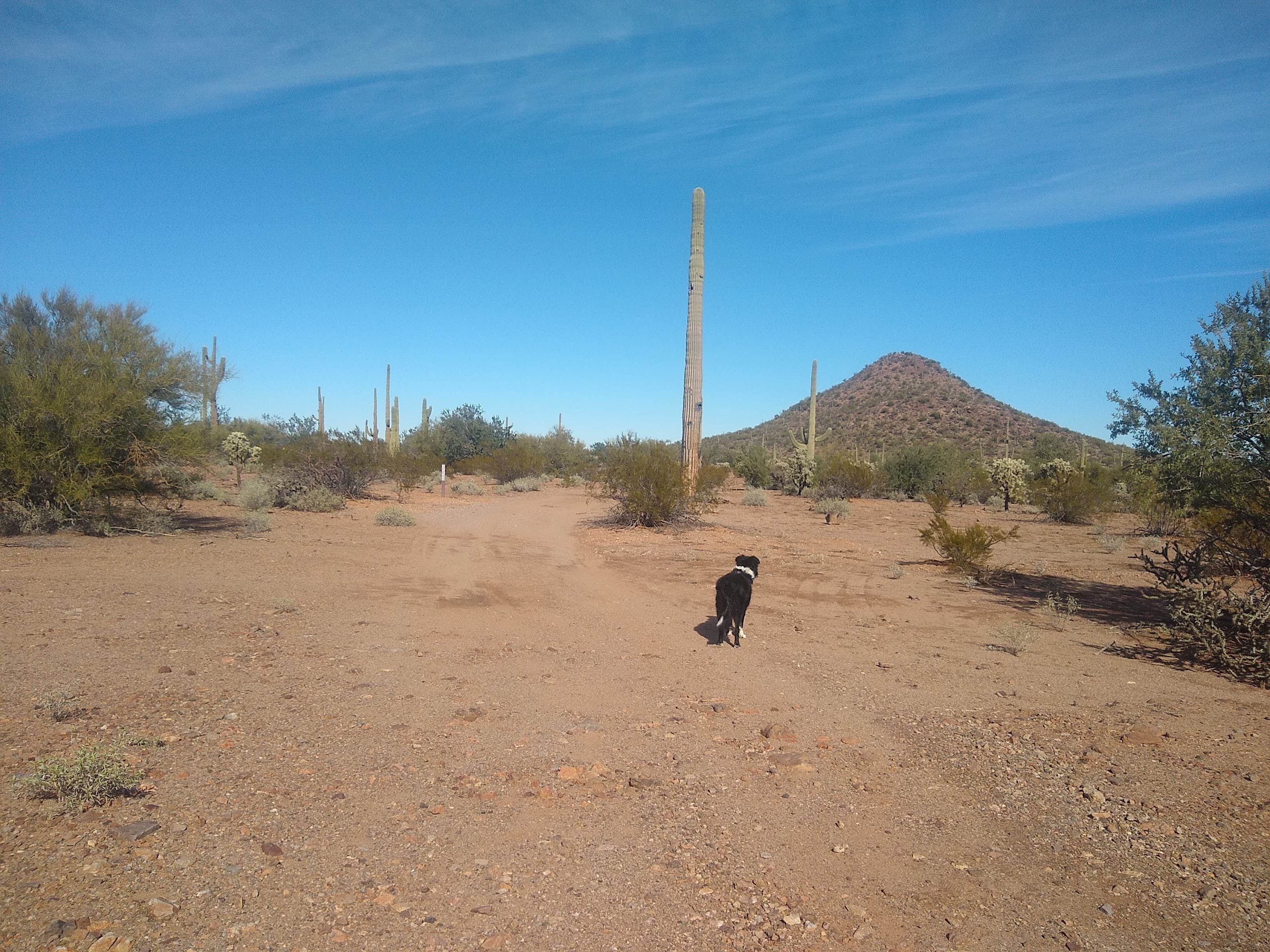 Camper-submitted photo at BLM Ironwood Monument - 2555 ft Knob Overlander 4x4 Dispersed Camping area near Topawa, AZ
