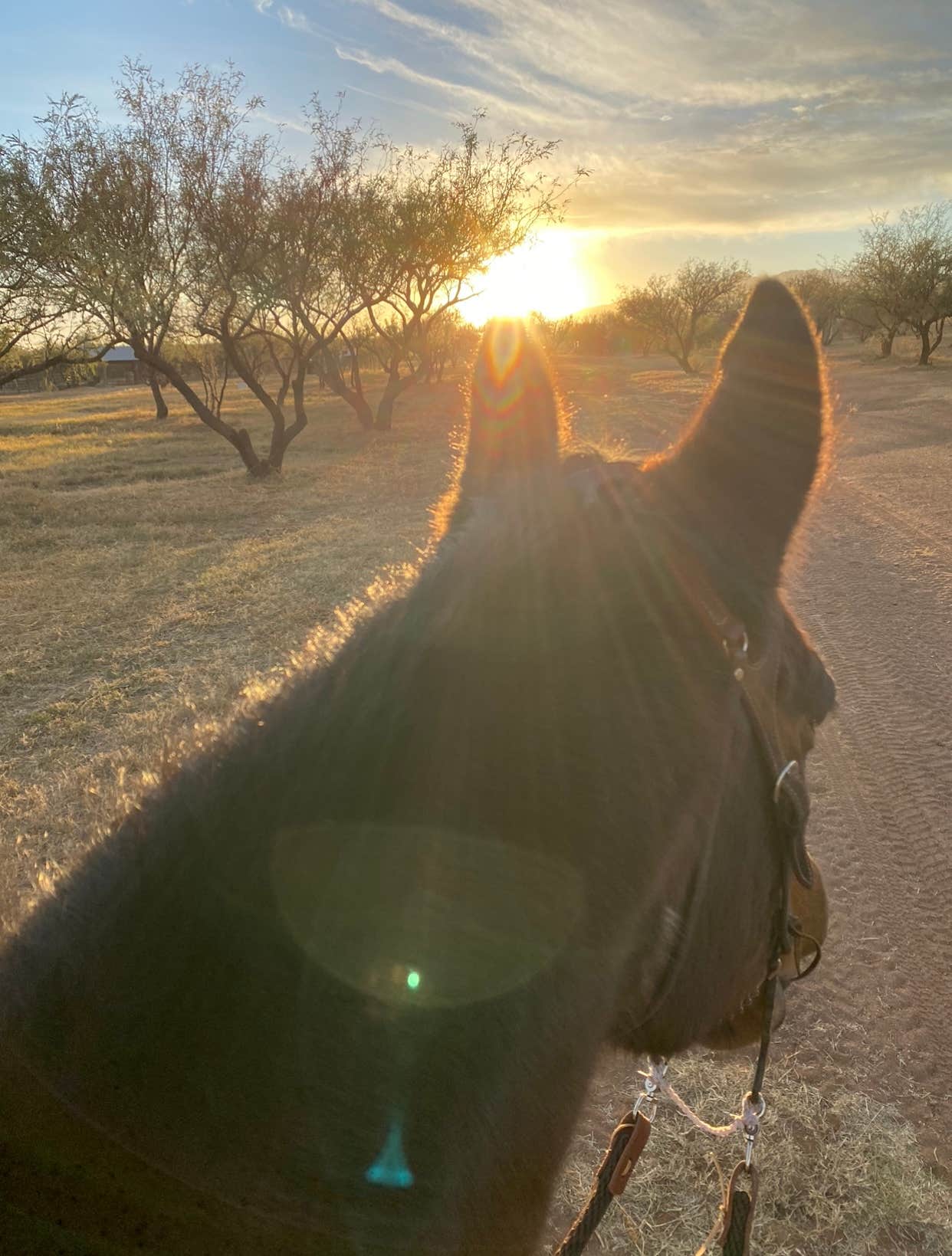 Camper-submitted photo at Rancho del Nido near Sonoita, AZ