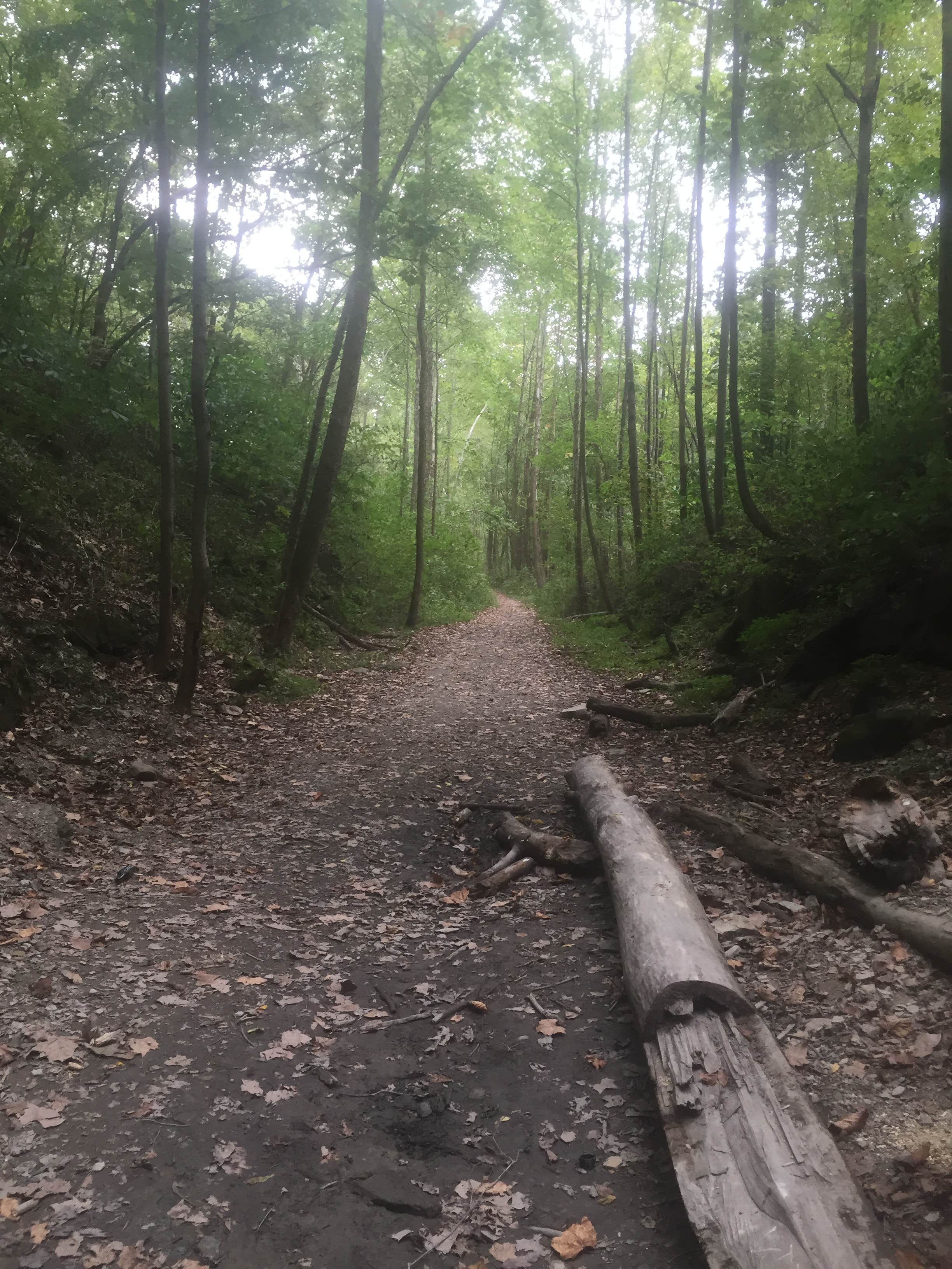 Zaleski State Forest Camping Zaleski, OH