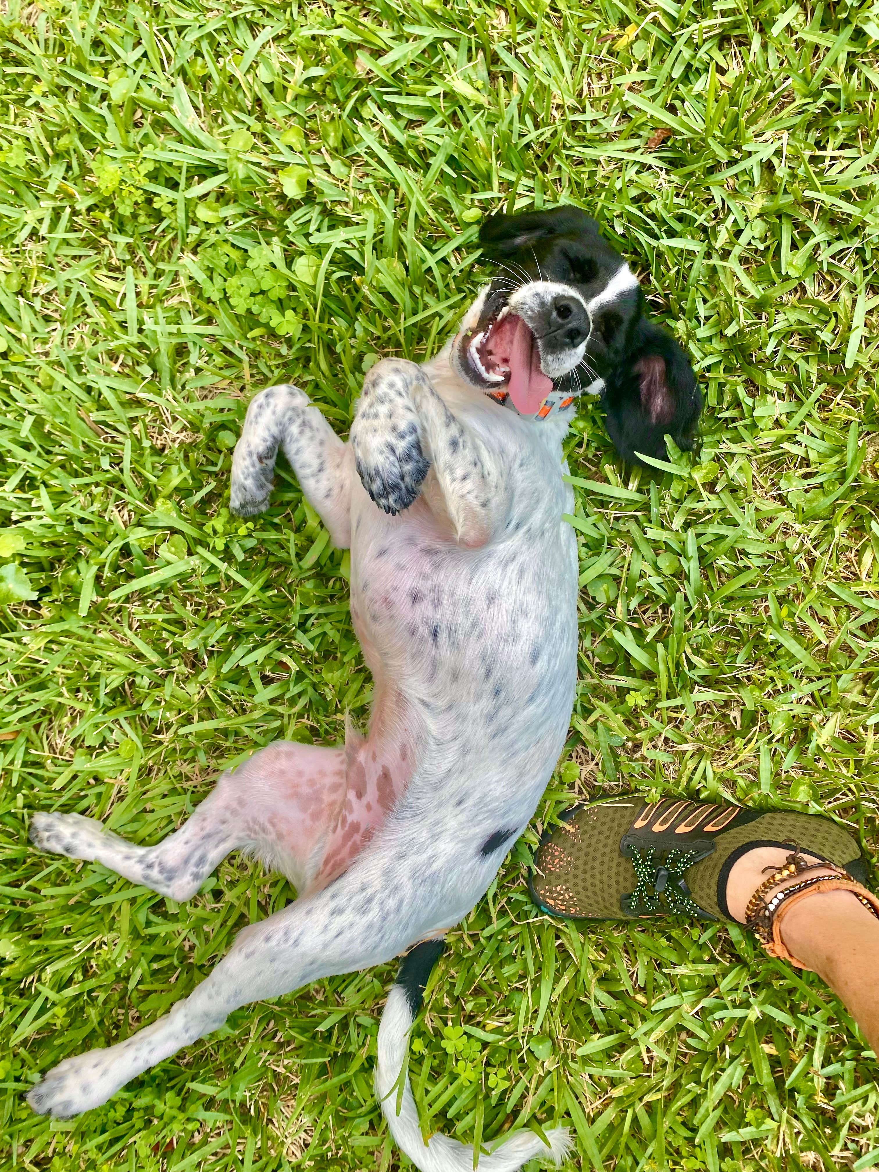 summer A.'s photo of camping with pets at Mount Pleasant-Charleston KOA near Mount Pleasant, SC