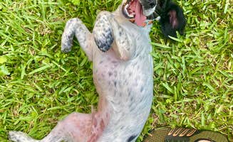 summer A.'s photo of camping with pets at Mount Pleasant-Charleston KOA near Cordesville, SC