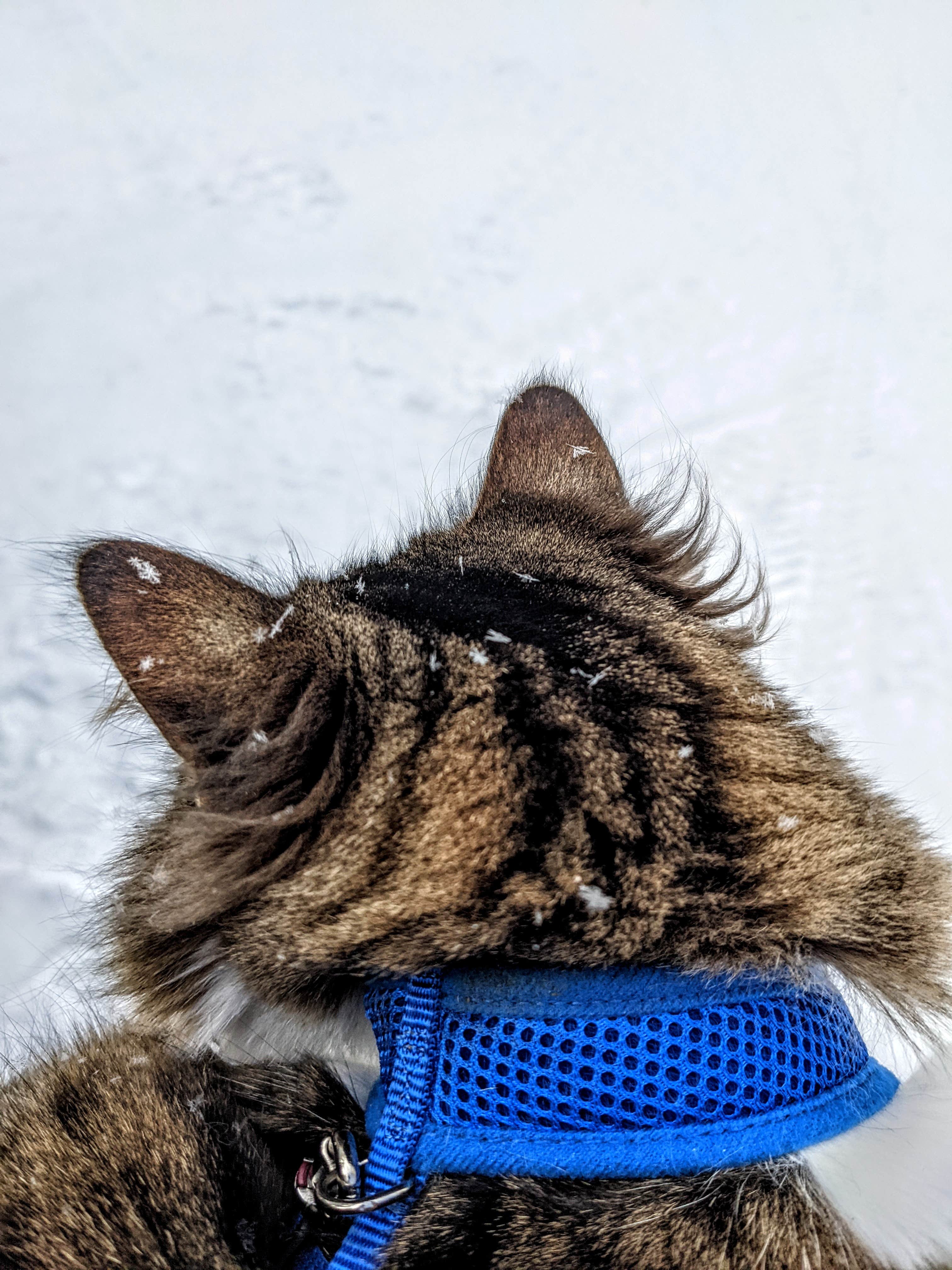 Jenny J.'s photo of camping with pets at Emigrant Springs State Heritage Area near Summerville, OR
