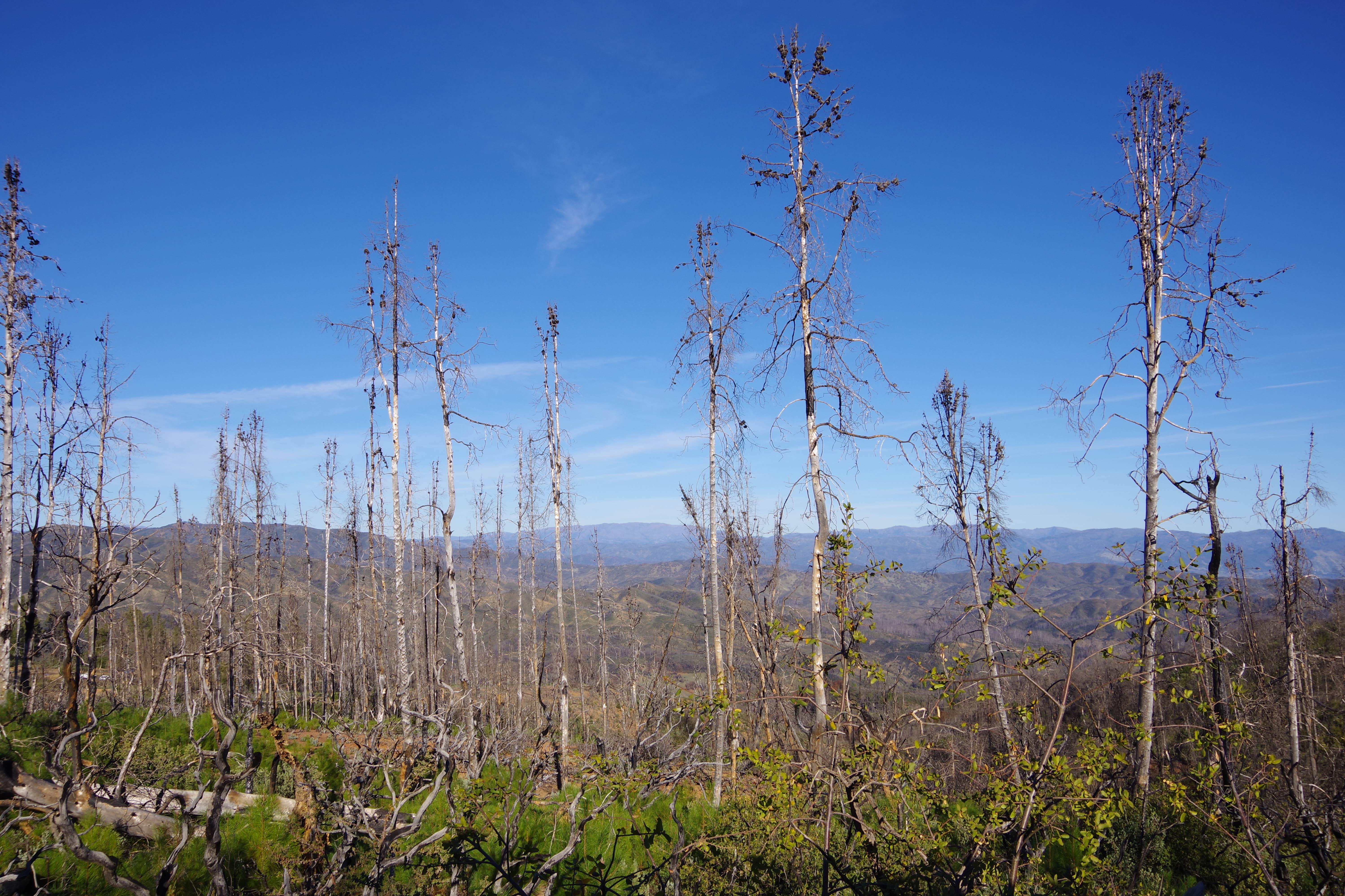 Camper-submitted photo at Cow Mountain Rec Area Dispersed near Sebastopol, CA