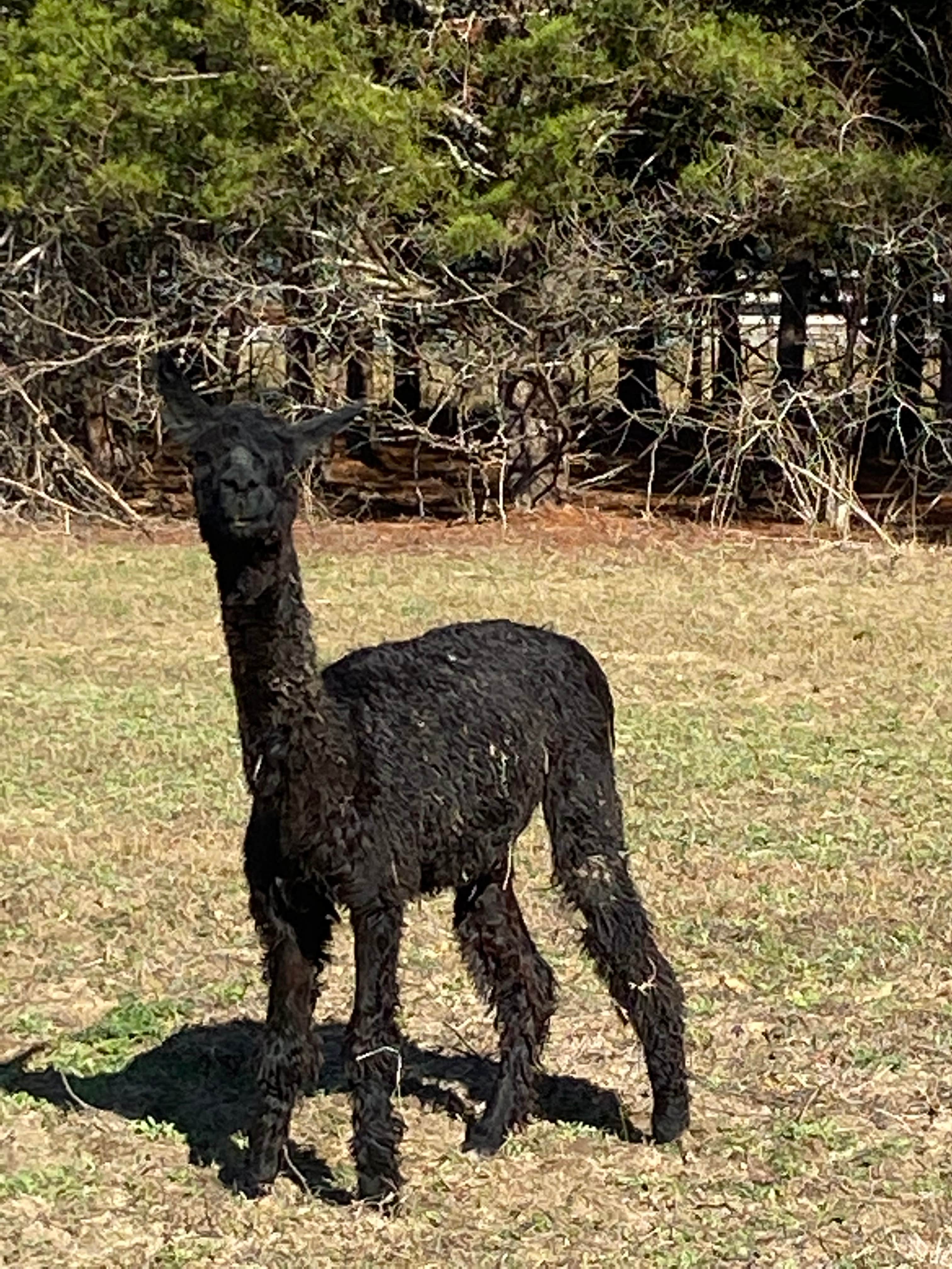 Camping near Falling Rocks County Park: Hidden Forest RV Club, Reidsville, Georgia