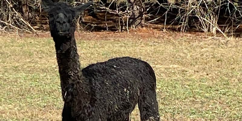 Camper submitted image from Hidden Forest RV Club