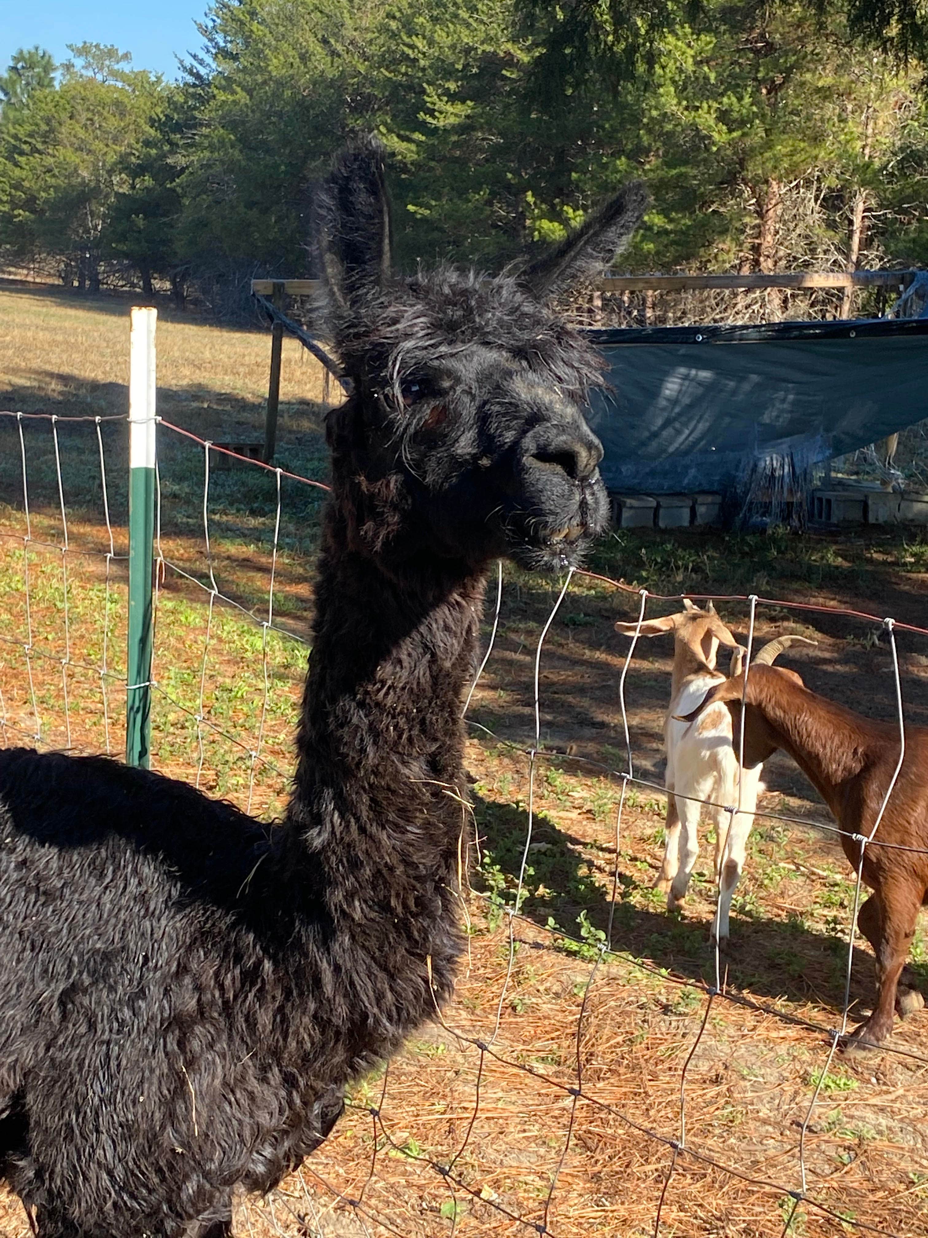 Camper-submitted photo at Hidden Forest RV Club near Alamo, GA