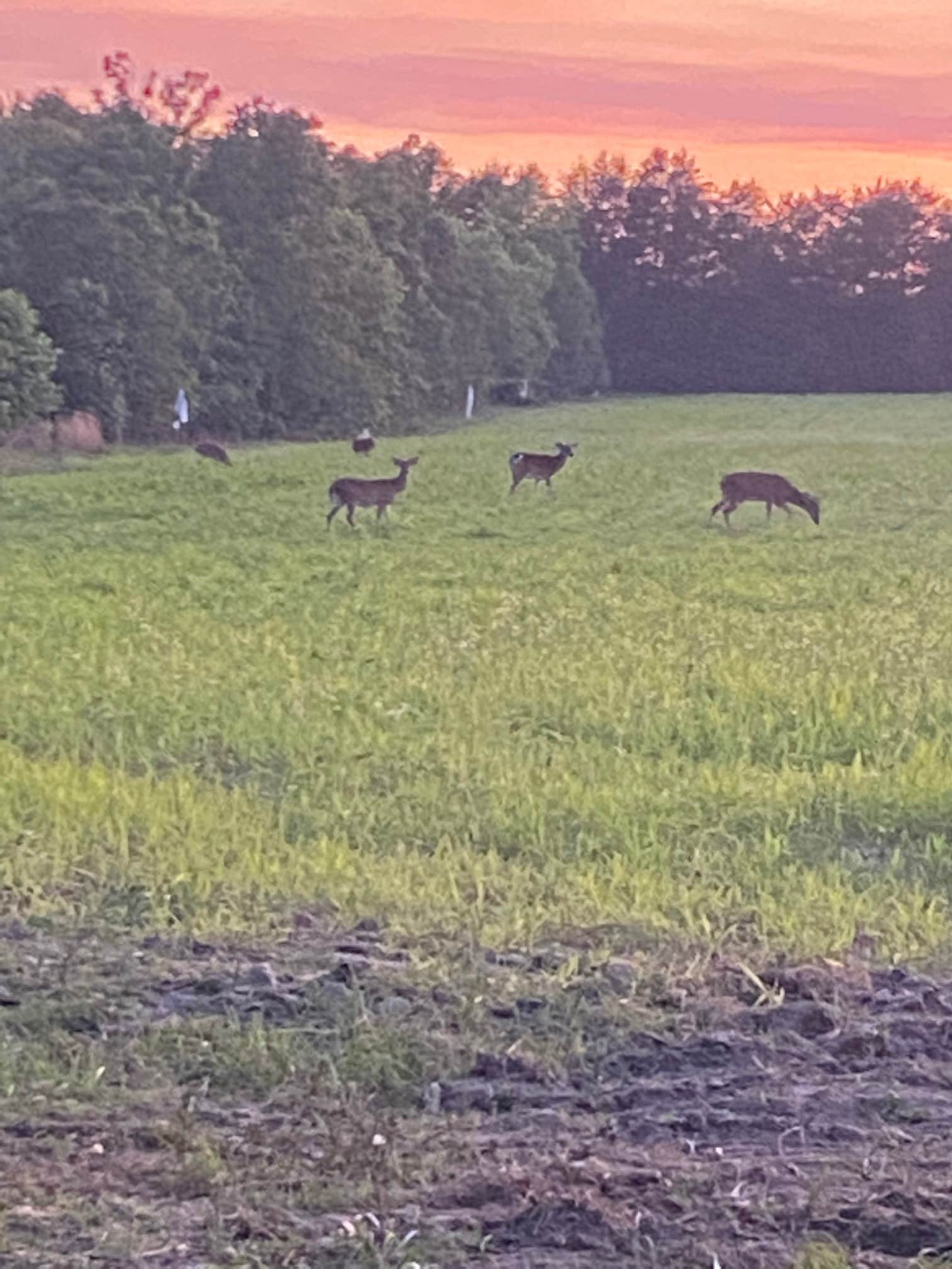 Camper-submitted photo at Hidden Forest RV Club near Alamo, GA