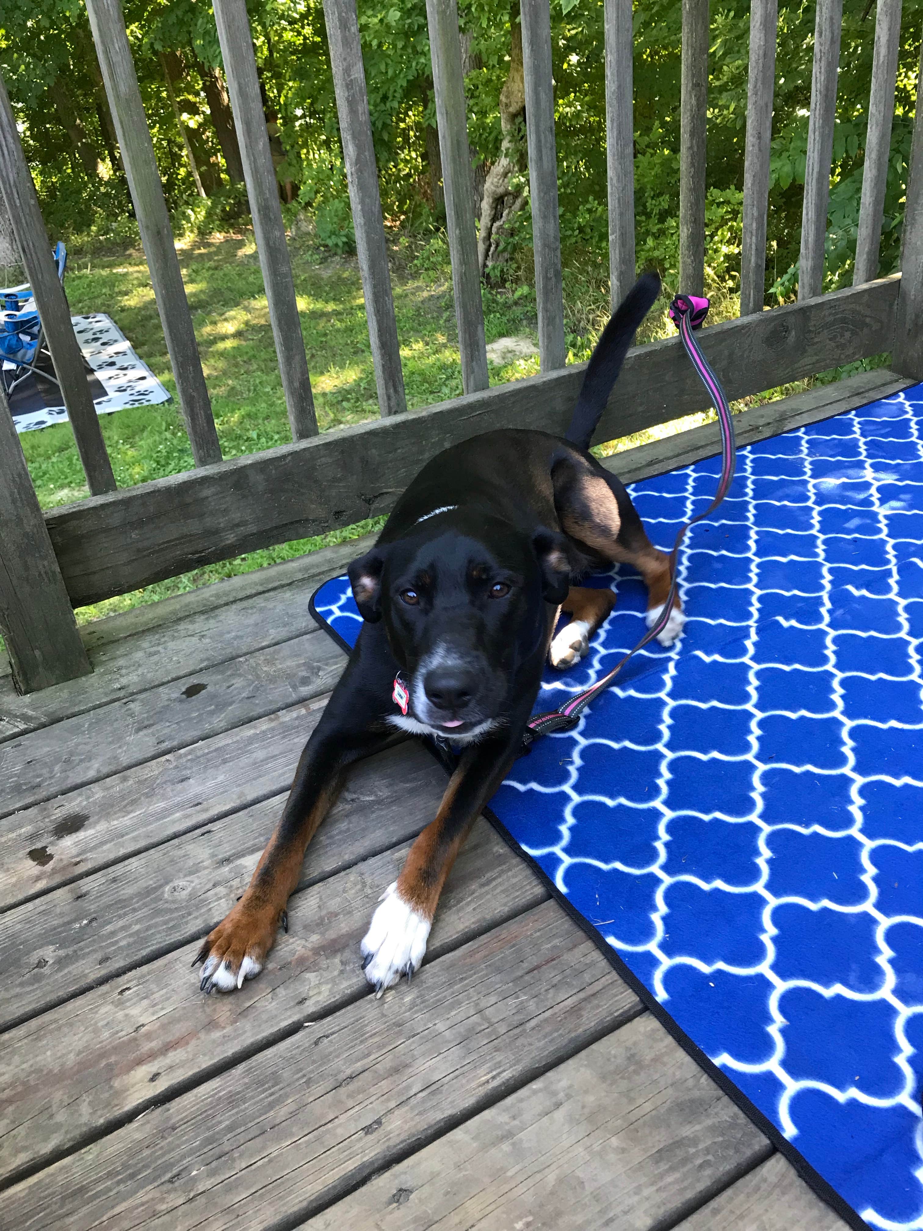 Shannon G.'s photo of camping with pets at Paint Creek State Park Campground near Kingston, OH