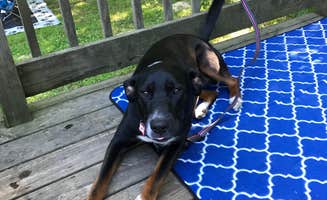 Shannon G.'s photo of camping with pets at Paint Creek State Park Campground near Blue Creek, OH