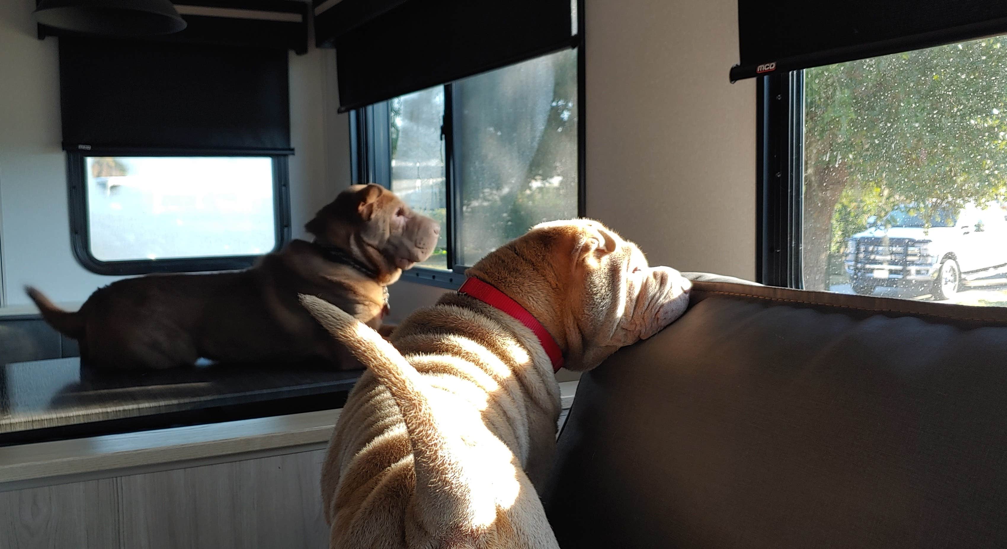 deb K.'s photo of camping with pets at Coastal GA RV Resort near Brunswick, GA