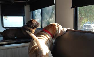 deb K.'s photo of camping with pets at Coastal GA RV Resort near Darien, GA