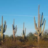 Review photo of BLM Ironwood Forest National Monument - Pipeline Rd Dispersed camping by Greg L., December 2, 2021