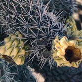 Review photo of Tanque Road Dispersed Camping Near Safford by Kristina B., January 5, 2022