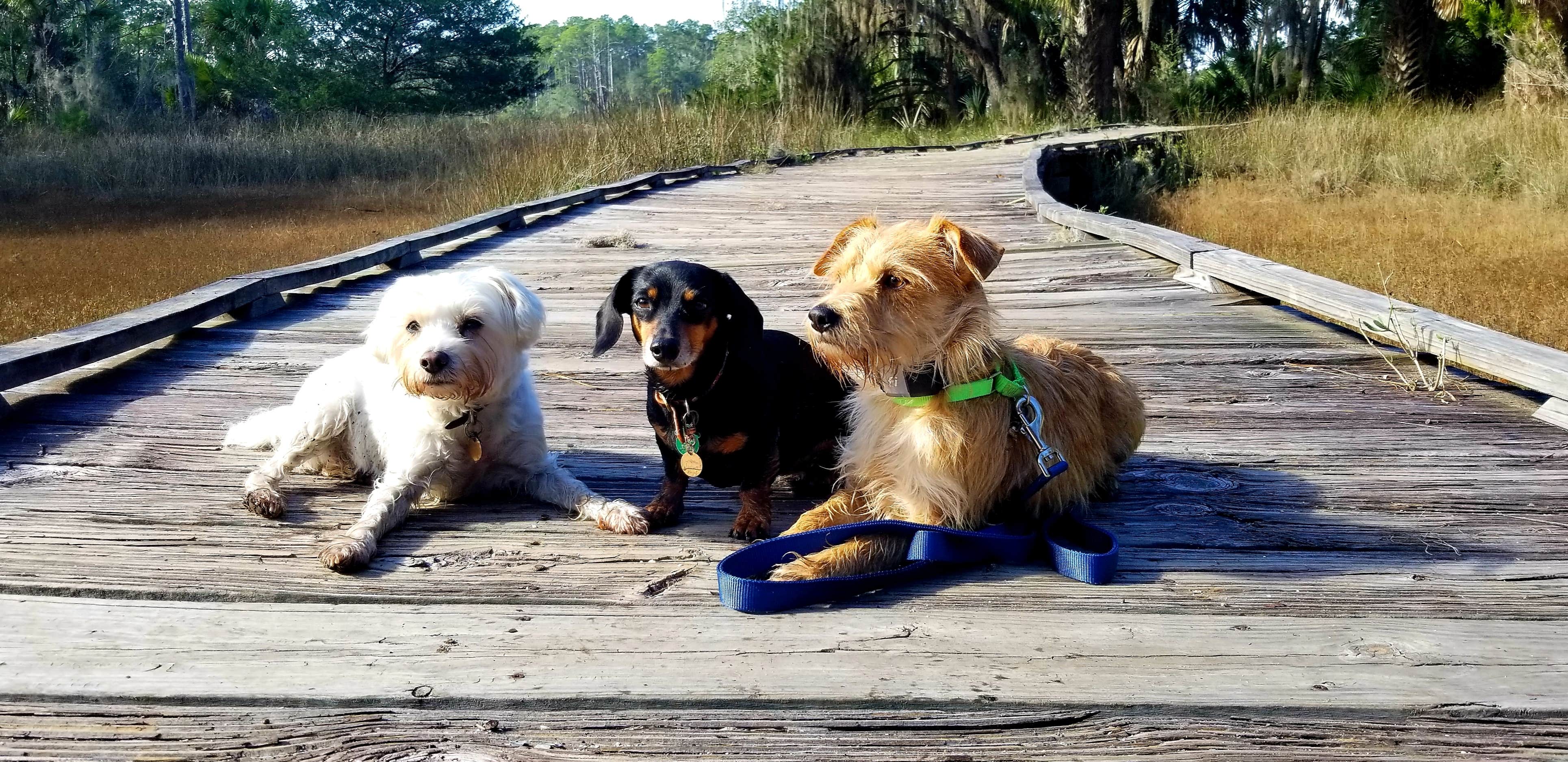 Katrin M.'s photo of camping with pets at Skidaway Island State Park Campground near Savannah, GA