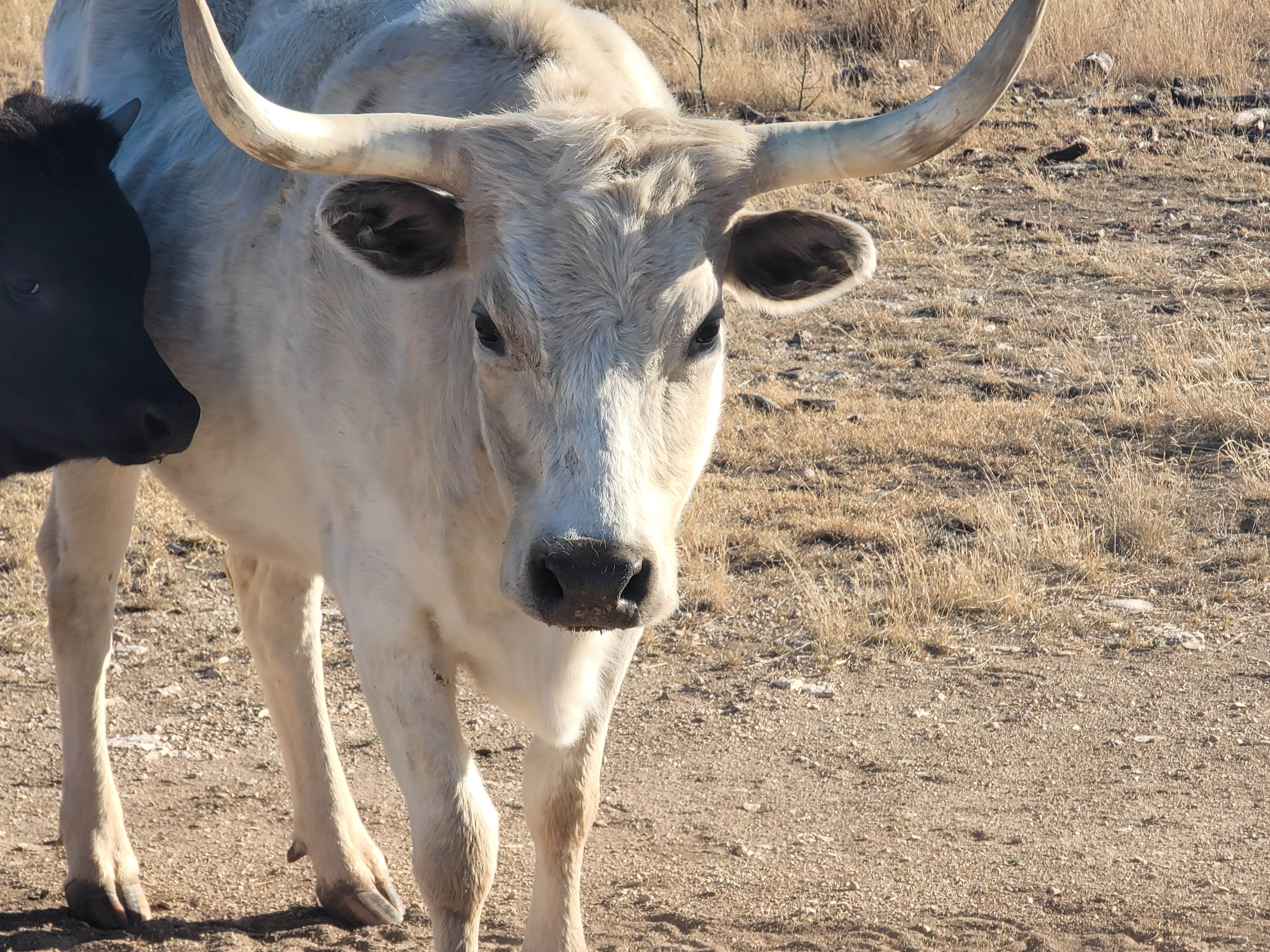 Camper-submitted photo at Red Arroyo Campground near Robert Lee, TX