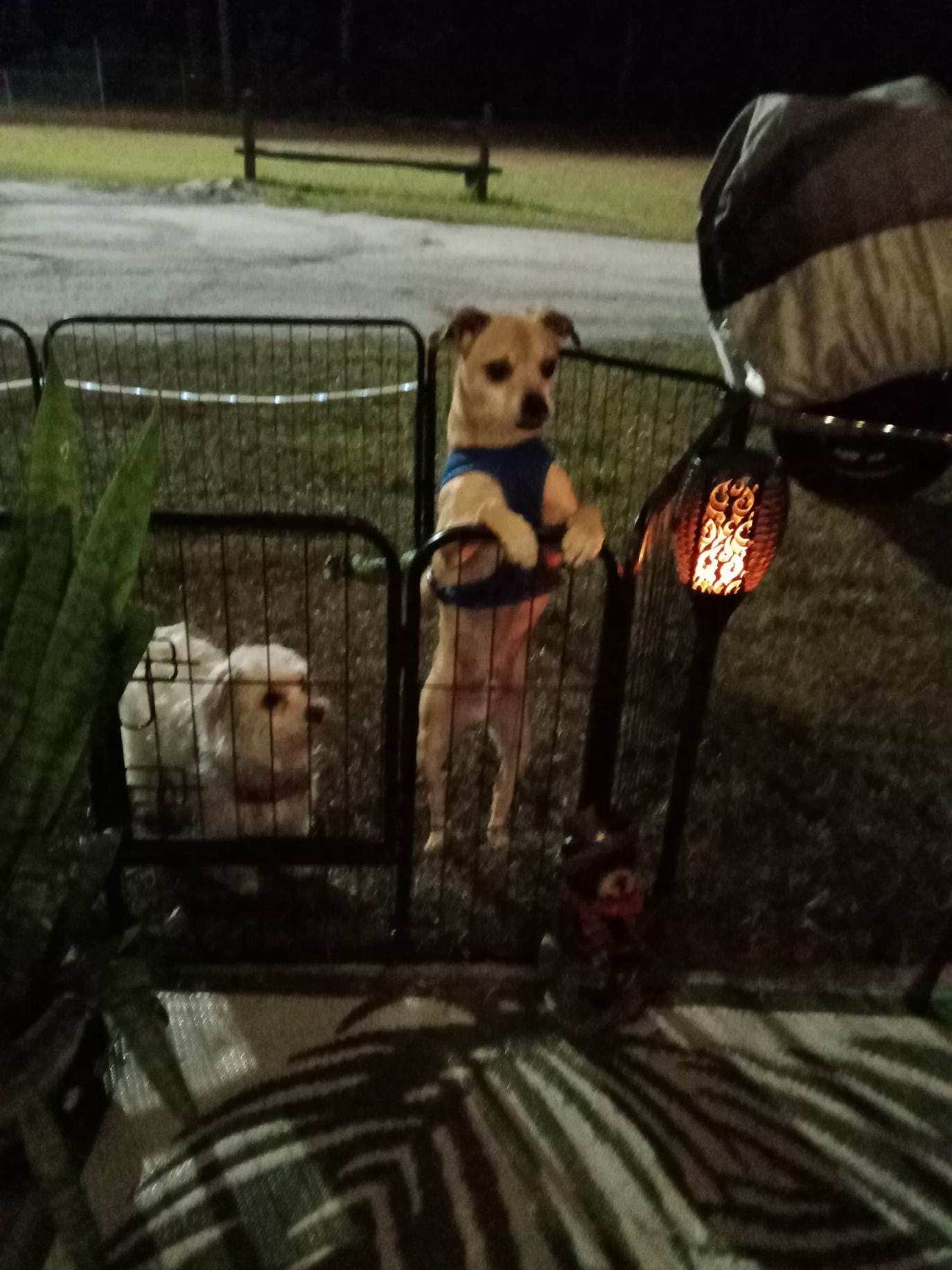 Patricia M.'s photo of camping with pets at Sandy Ridge Campground & RV Resort near Wilmington, NC