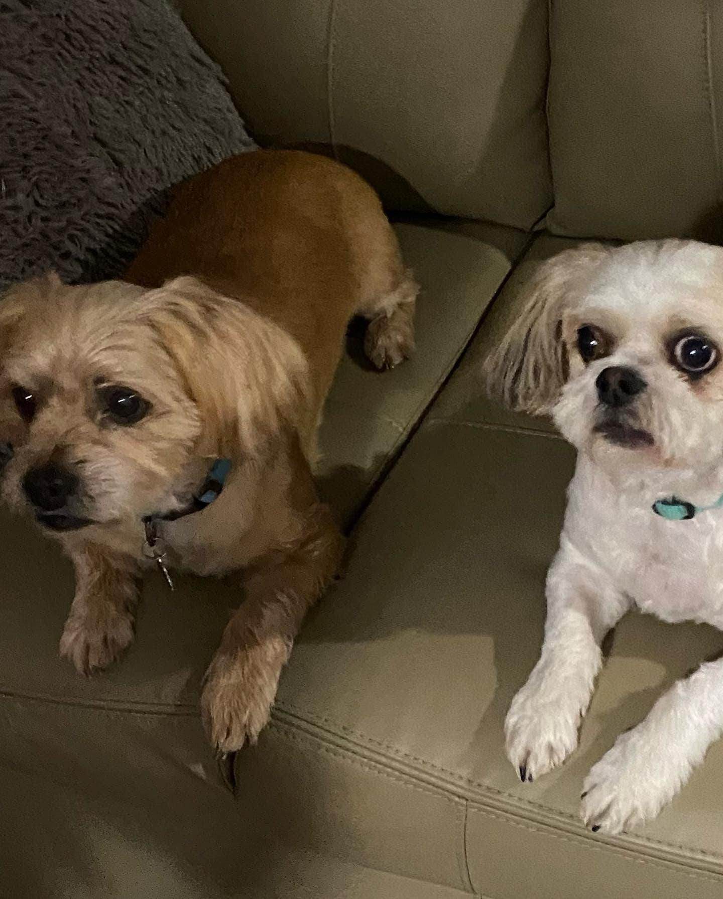 Patricia M.'s photo of camping with pets at Sandy Ridge Campground & RV Resort near Burgaw, NC