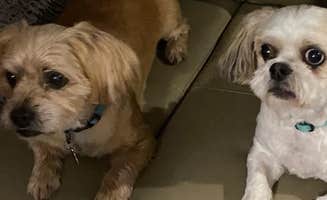 Patricia M.'s photo of camping with pets at Sandy Ridge Campground & RV Resort near Burgaw, NC