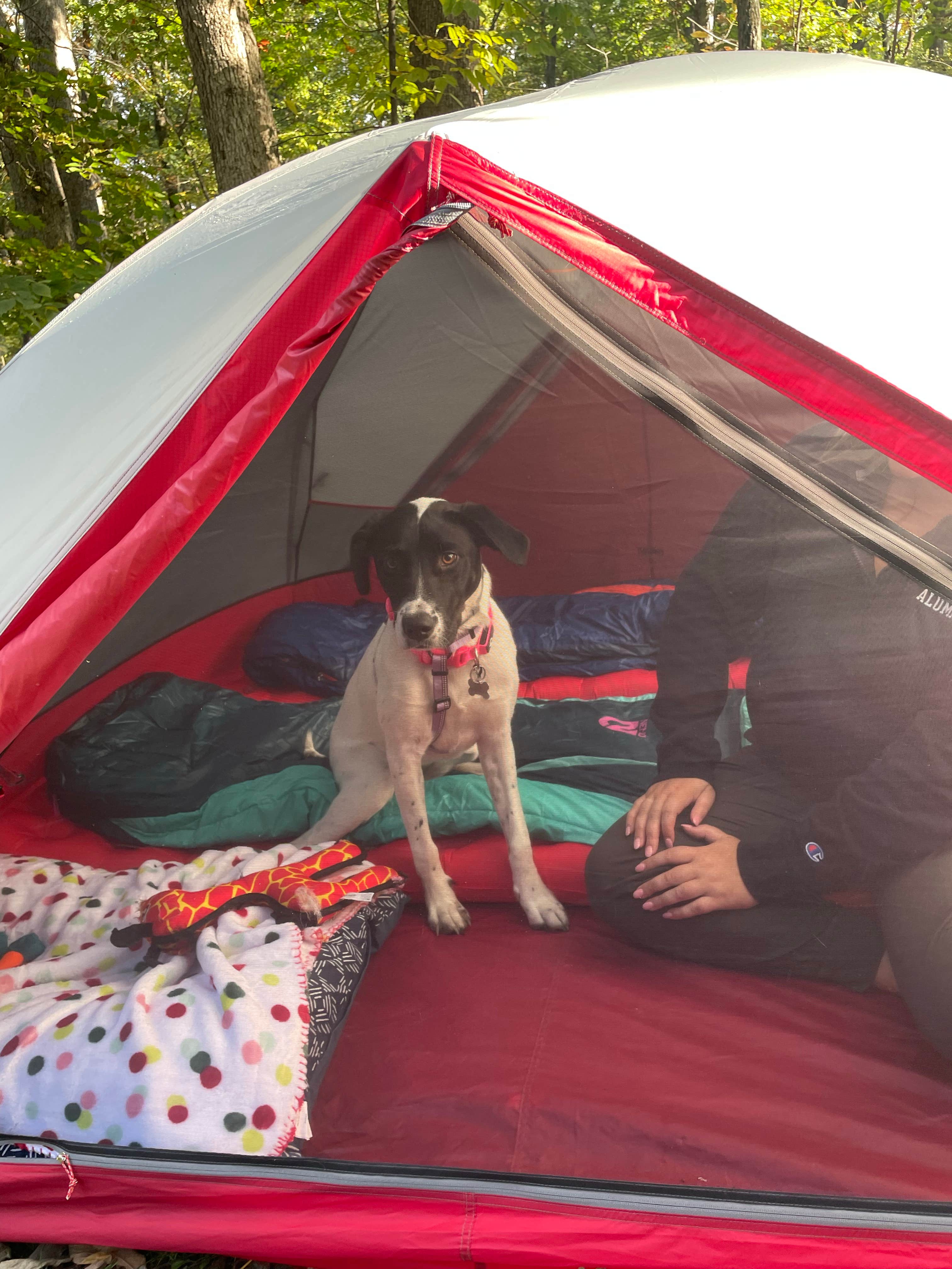 Mike's photo of camping with pets at Nelson Dewey State Park Campground near Prairie du Chien, WI
